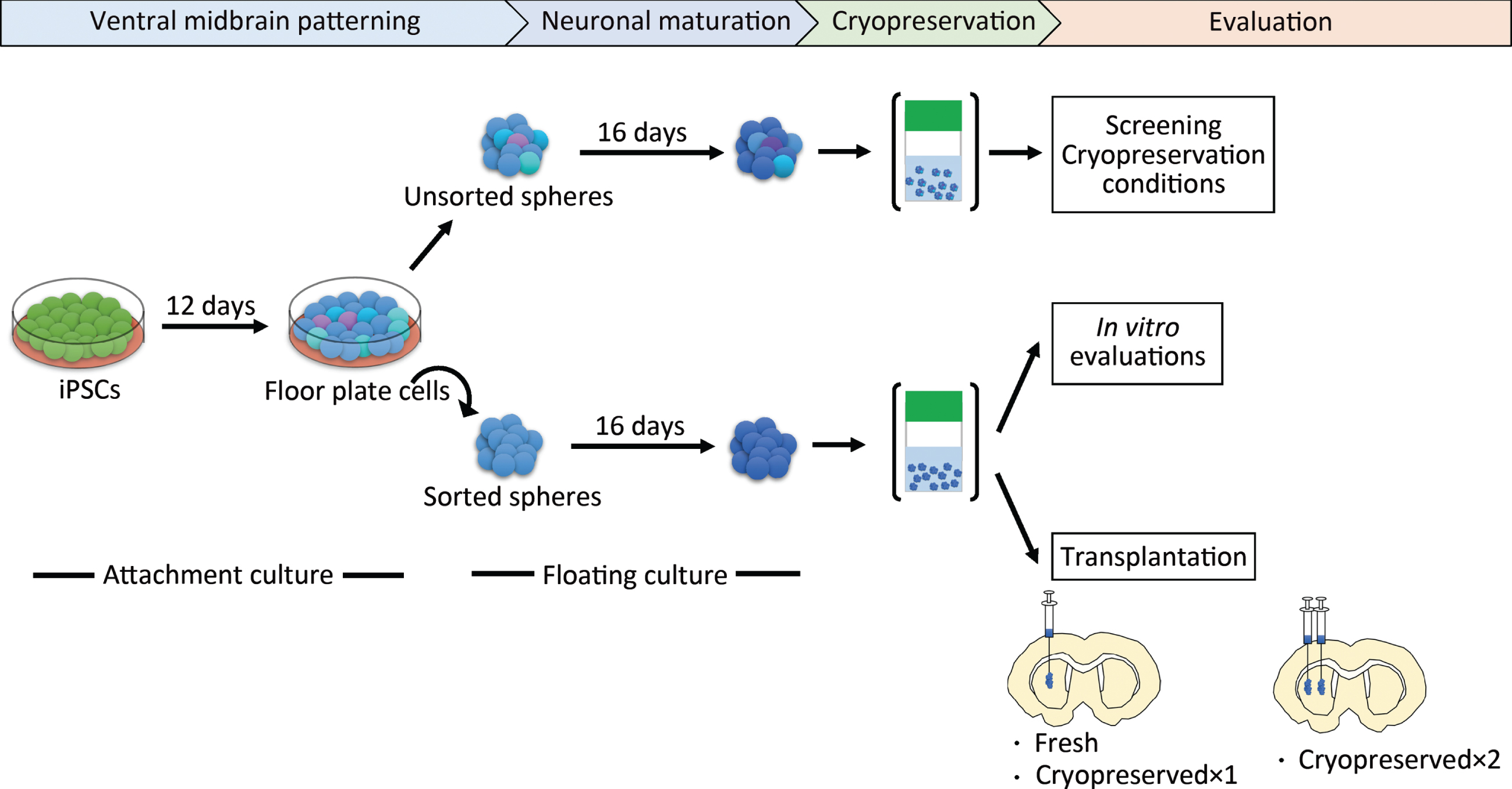 Schematic overview of the protocol steps. Cryopreserved×1 and Cryopreserved×2 are defined in the main text. iPSCs, induced pluripotent stem cells.