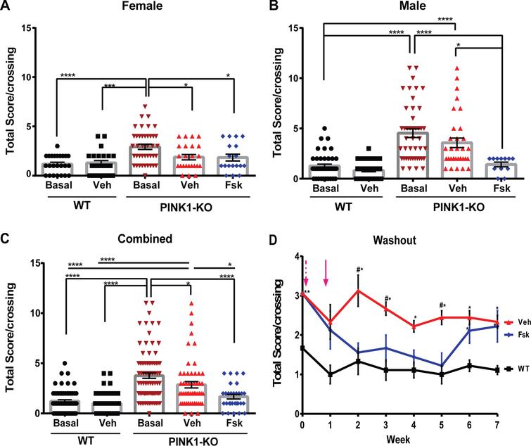 Forskolin treatment improves motor coordination in PINK1-KO rats. A) Quantification of motor coordination using the aggregate beam balance score in female WT and PINK1-KO rats that were untreated (basal), treated with vehicle (Veh) control, or treated I.P. with Forskolin solution (Fsk) at 1.6 mg/kg for 10 days. B) Quantification of motor coordination using the aggregate beam balance score assessed in male WT and PINK1-KO rats that were untreated (basal), treated with vehicle (Veh) control, or with Forskolin solution (Fsk) at 1.6 mg/kg for 10 days. C) Aggregate beam balance test scores in other females and males of WT and PINK1-KO rats that were untreated (basal), treated with vehicle (Veh) control, or treated I.P. with Forskolin solution (Fsk) at 1.6 mg/kg for 10 days. Note that the higher the score is a collective measure of both the mean number of slips and falls per crossing in the beam balance as previously published. The data shows that Forskolin completely reduced the impaired motor coordination in PINK1-KO rats to a similar level as in untreated or vehicle-treated WT rats. D) “Washout” studies showing the balance beam test score of female WT I.P. treated with vehicle (WT), and PINK1-KO rats, with vehicle (Veh) or treated with Forskolin solution (Fsk) at 1.6 mg/kg for 10 days. The magenta dashed arrow indicates the start of the indicated treatment, and the solid arrow shows the end of the treatment. For A, B, and C, six animals were employed per group, whereas three animals per group were used in D. Data are expressed as the total score per crossing. Mean±SEM. n = 8–11 animals per group, *p≤0.05, one-way ANOVA with Tukey’s multiple comparisons test. A #p < 0.05 vs. Fsk group; *p < 0.05 vs. WT group.