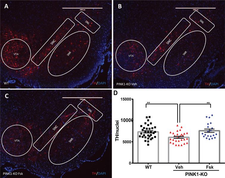 Forskolin treatment reverses the loss of SN neurons in PINK1-KO rats. A) Representative epifluorescence micrographs of midbrain slices immunostained for tyrosine hydroxylase (TH; red channel) to visualize midbrain dopamine neurons in the SN derived from A) 10-month-old WT rat treated with the vehicle solution or from B) 10-month-old PINK1-KO rat treated with the vehicle solution or from C) PINK1-KO rats I.P. treated with 1.6 mg/kg body weight of Forskolin. D) Compiled analysis on the mean fluorescence intensity of TH (red channel) in midbrain slices for the indicated treatment groups (WT, Veh, and FSK) in both male and female rats. The integrated density for the TH-specific fluorescence signal within the SN region was quantified and normalized to the number of DAPI-stained nuclei (blue channel) in the SN of WT rats treated with vehicle solution (WT) and PINK1-KO rats treated with vehicle solution (Veh) or Forskolin (Fsk) (Mean±SEM. *p≤0.05, One-way ANOVA with Tukey’s multiple comparisons test, n = 6 rats per experimental group). SNC, substantia nigra pars compacta; SNR, substantia nigra pars reticulata; SNL, substantia nigra pars lateralis. Scale bar: 100μm. DAPI, Blue; TH, Red.