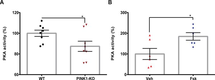 Administration of Forskolin reverses the loss of PKA activity in the midbrain of PINK1-KO rats. A) Bar graph showing mean baseline global PKA activity assessed in the midbrain tissue derived from 3.5-month-old WT and PINK1-KO rats B) or in 3.5-month-old WT or PINK1-KO rats treated with vehicle (Veh), or with Forskolin at 1.6 mg/kg for 10 days (Fsk) by I.P. administration. The data was compiled from at least three animals per genotype. Data are expressed as the absorbance value normalized to the absorbance of WT group (A) or Veh group (B). (Mean±SEM. *p≤0.05, unpaired two-tailed t-test, 3–6 animals per group).