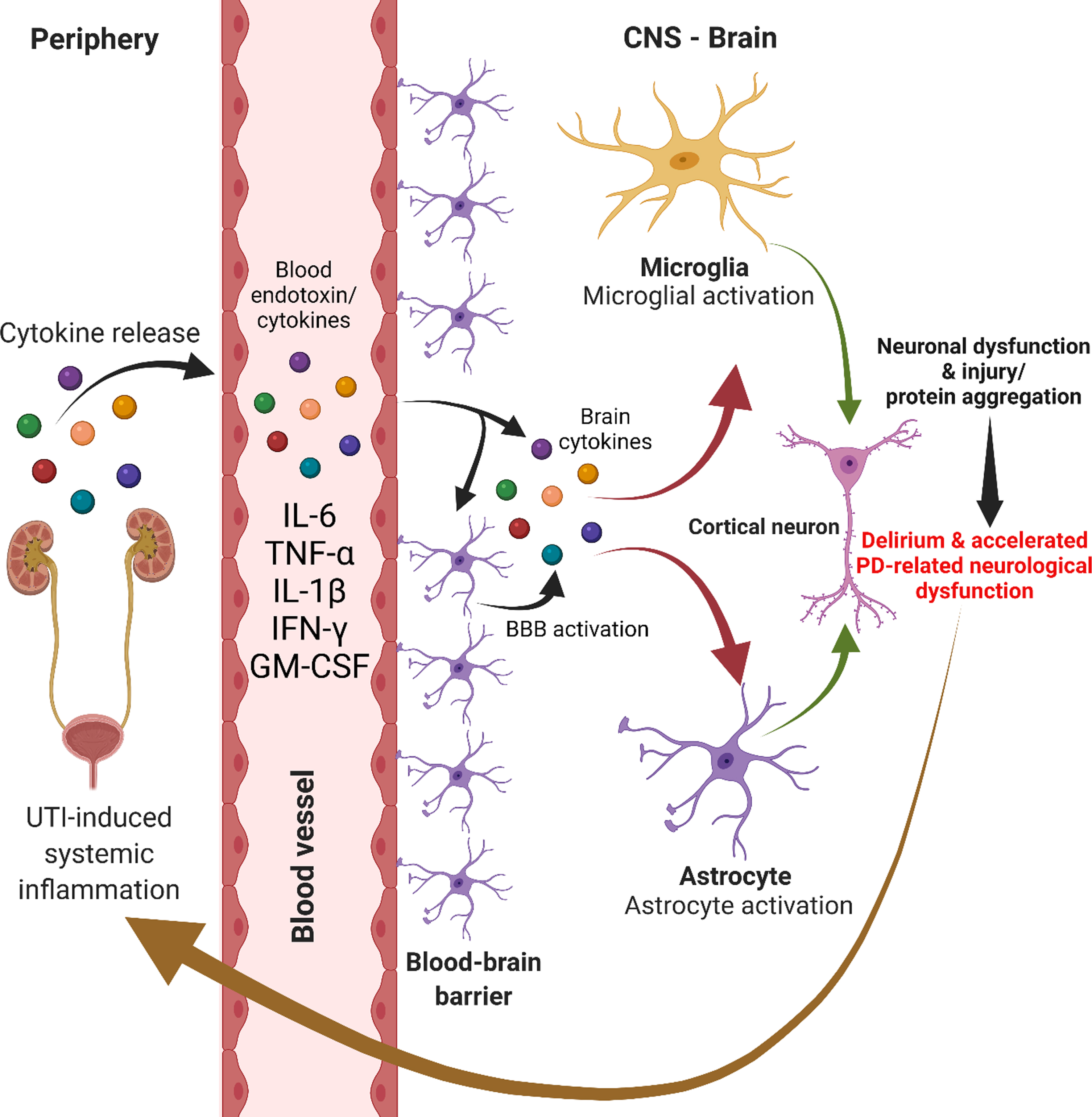 UTI-induced immune-mediated neurological dysfunction.