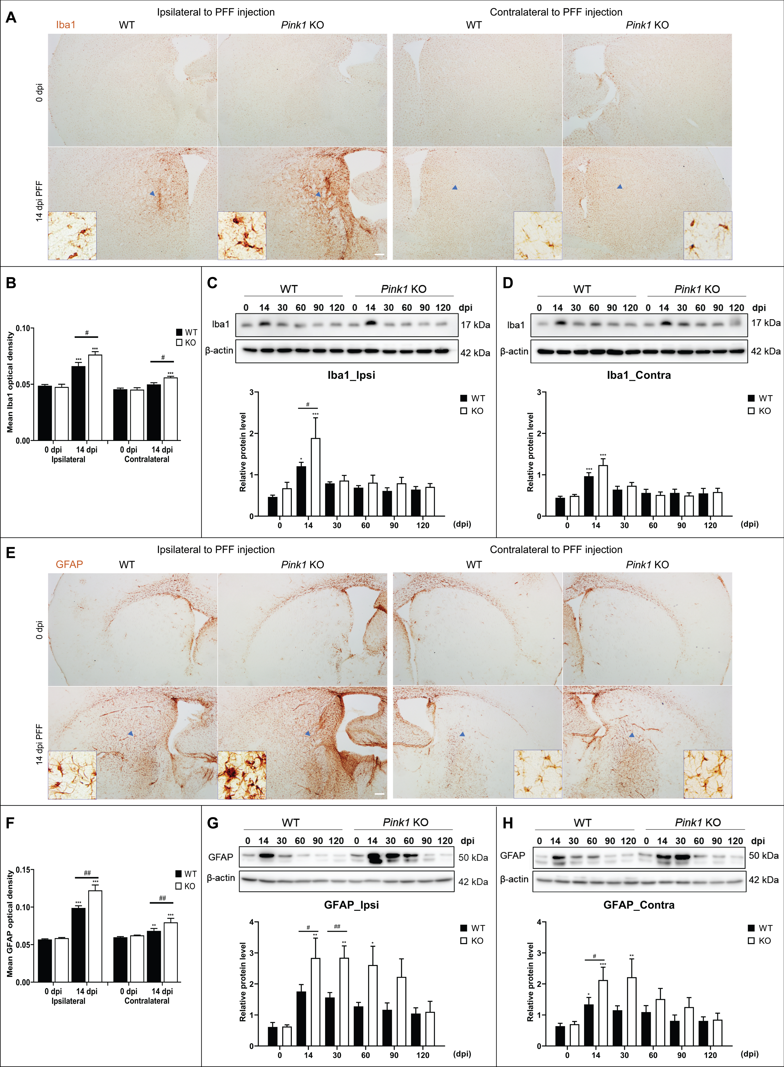 Loss of Pink1 function increased glial activation after PFF injection. Iba1-positive microglial immunoreactivity in the whole striatum at baseline and 14 days after PFF injection (A) and its quantification (B). Scale bar = 200μm. Western blot result of Iba1 expression level and its densitometry in the ipsilateral (C) and contralateral (D) brain. GFAP-positive astrocytic immunoreactivity in the striatum at baseline and 14 days after PFF injection (E) and its quantification (F). Scale bar = 200μm. The glial cell morphology revealed with higher magnification in the blue box of A and E at the site of blue arrowhead (Scale bar = 10μm). Immunoblot result for GFAP expression level and its densitometry in the ipsilateral (G) and contralateral (H) brain. β-actin was used as a loading control. Differences were determined using one-way ANOVA followed by post-hoc Sidak’s test and two-way ANOVA followed by post-hoc Turkey’s test and for multiple group comparisons. Iba1, Ionized calcium binding adaptor molecule 1; GFAP, Glial fibrillary acidic protein; otherwise are same as previous figures.