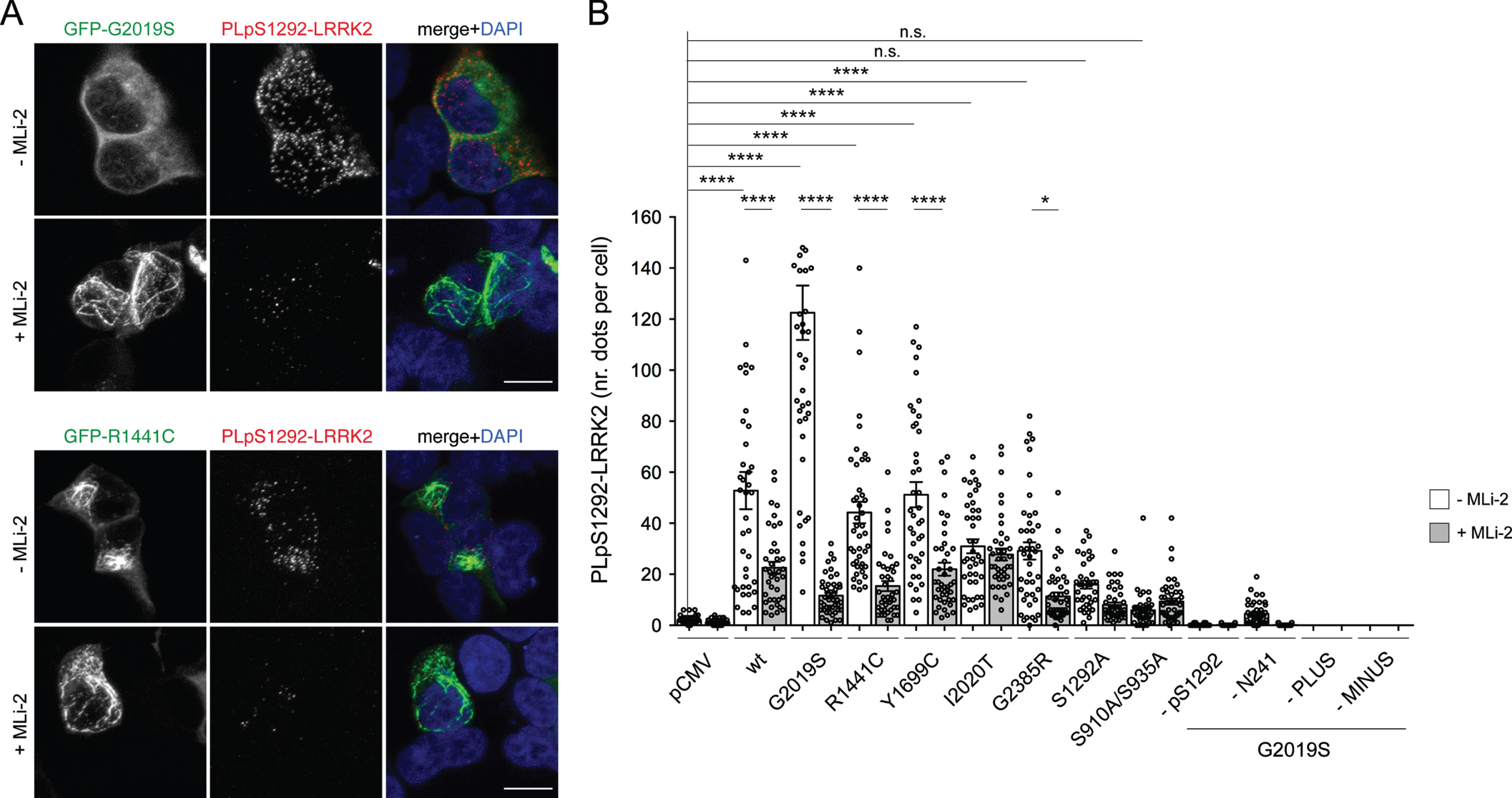 Detection of active LRRK2 in HEK293T cells overexpressing GFP-tagged WT and mutant LRRK2 constructs using PLA. A) HEK293T cells were transiently transfected with either GFP-tagged G2019S LRRK2 (top) or GFP-tagged R1441C LRRK2 (bottom) and incubated in the absence or presence of MLi-2 (100 nM, 2 h) prior to pS1292-LRRK2 PLA assay (red), and coverslips stained with DAPI (blue). Scale bar, 10 μm. Note that in the absence of MLi-2, GFP-tagged G2019S LRRK2 is largely cytosolic, whilst GFP-tagged R1441C LRRK2 displays a filamentous localization. In the presence of MLi-2, both GFP-tagged G2019S and R1441C LRRK2 display a filamentous localization, previously described to colocalize with microtubules. B) HEK293T cells were transfected with either empty vector (pCMV) or with the indicated GFP-tagged LRRK2 constructs and incubated in the absence or presence of MLi-2 (100 nM, 2 h). Cells were subjected to pS1292-LRRK2 PLA assay, and PLA signals were quantified as discrete dots due to rolling circle-mediated amplification in each of around 50 randomly transfected cells per condition. Control PLA assays were performed in cells transiently transfected with GFP-tagged G2019S LRRK2 and included omission of the anti-pS1292 LRRK2 antibody (–1292), the anti-LRRK2 antibody (-N241A/34), or omission of either PLUS probe (-PLUS) or MINUS probe (-MINUS), respectively. Data depict mean±S.E.M. (****p < 0.001; *p < 0.05; n.s., not significant). The experiment was performed twice with similar results obtained in both cases, and comparable to those previously described [20].