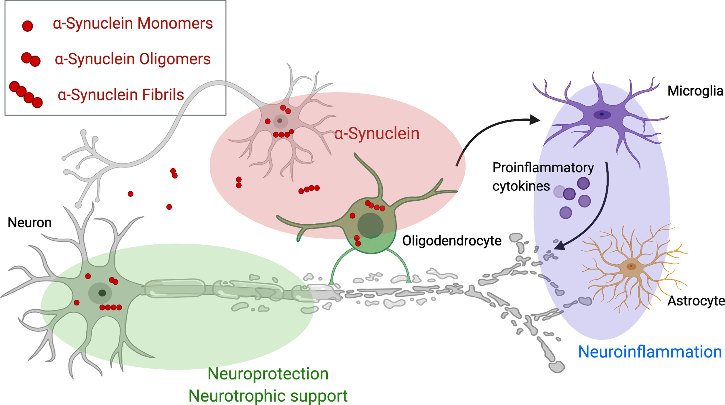 Therapeutic targets for disease modifying therapies in multiple system atrophy. This figure demonstrates pathological mechanisms underlying Multiple system atrophy and potential disease modifying targets including aggregation, spreading and clearance of α-synuclein (red), neurotrophic support (green) and the cascade of neuroinflammation (violet). Created with BioRender.com.