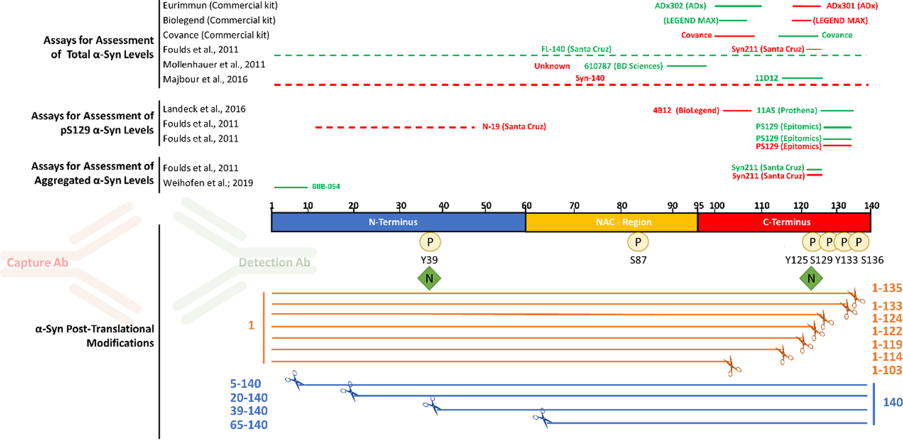 Most antibodies used in immunoassays target the C-terminal post-translationally modified region of αSYN. The main αSYN PTMs (phosphorylation, nitration, and truncation) are depicted. Red and green bars above the sequence of αSYN show the epitopes of capture and detection antibodies, respectively, that have been used in immunoassays to measure total αSYN, pS129 αSYN, and aggregated αSYN levels in human biological specimens.