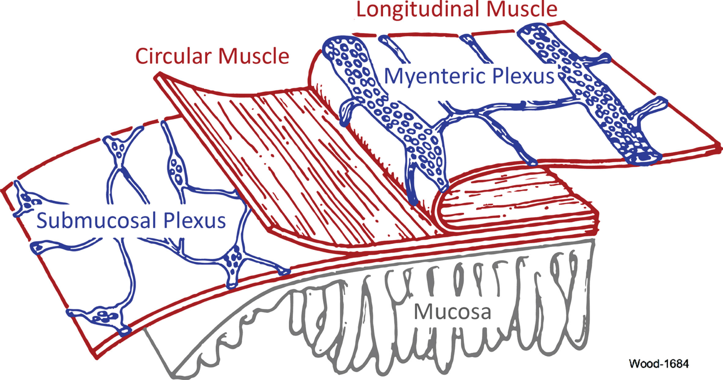Structure of the intestinal ENS. This simplified representation depicts how the myenteric and submucosal plexuses are arranged within the walls of the small intestine, relative to the longitudinal and circular muscle. The ENS within the large intestine exhibits a near-identical organization [20], but the mucosa is not organized into villi [34]. Reproduced by permission from Morgan & Claypool Publishers and Prof Jackie D. Wood from Enteric Nervous System: The Brain-In-The-Gut by Wood © 2011 Morgan & Claypool Life Sciences [33].
