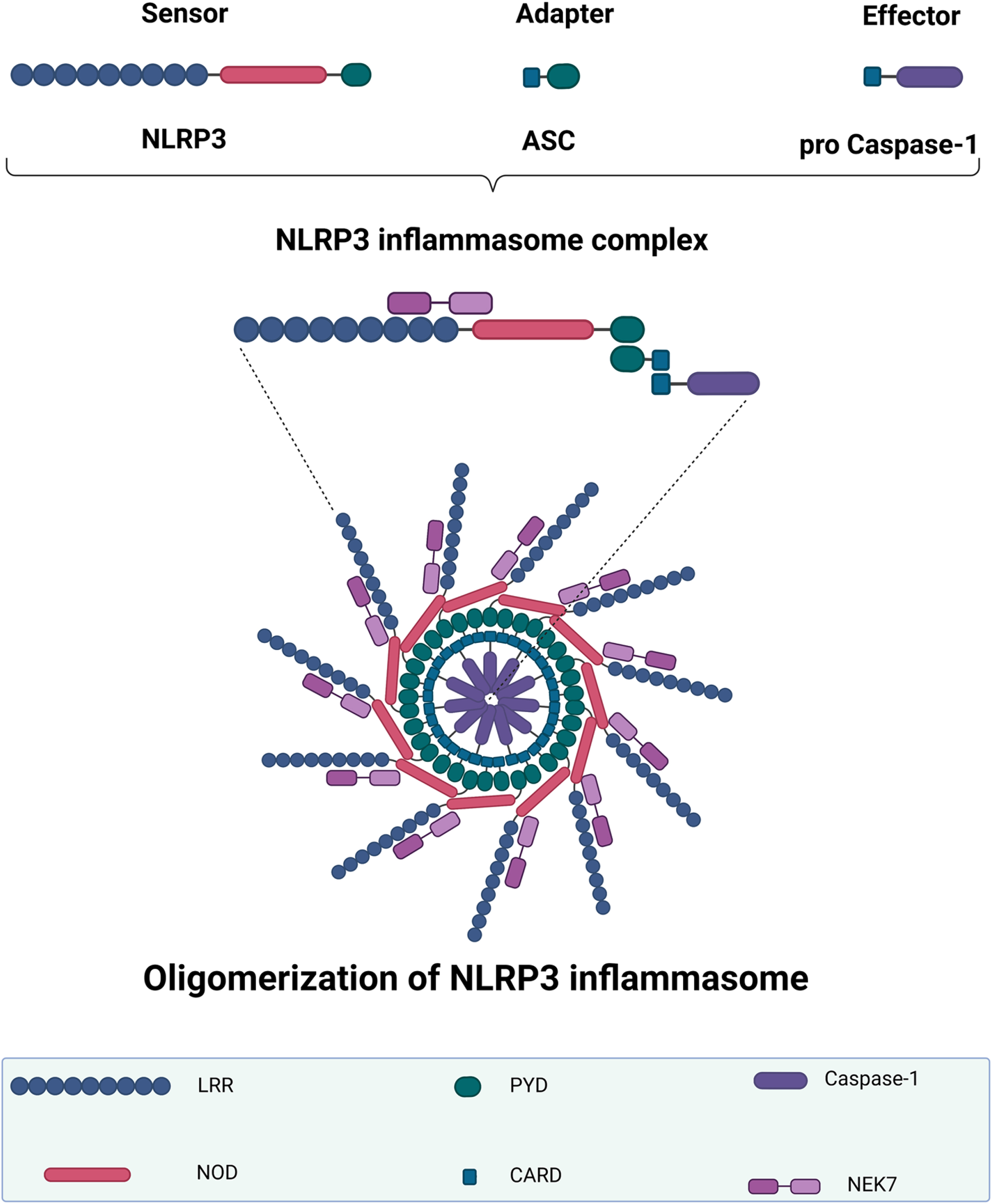 NLRP3 inflammasome structure and oligomerization. The NLRP3 inflammasome complex includes a sensor NLRP3 protein, an adapter ASC protein, and a pro-caspase-1 protein. When the NLRP3 inflammasome is activated, the adaptor protein ASC binds to the sensor NLRP3 protein via PYD–PYD polymerization. NLRP3 oligomerization occurs after this ASC recruits the effector protein pro-caspase-1 via its CARD. The first half of NEK7 binds to the NLRP3 LRR domain, whereas the second half interacts with the NOD. NLRP3, NOD-like receptor family-pyrin domain-containing 3; LRR, leucine-rich repeat; NOD, nucleotide-binding oligomerization domain; PYD, pyrin domain; ASC, apoptosis-associated speck-like protein containing a CARD; CARD, caspase recruitment domain; NEK7, NIMA-related kinase 7. The graph was created using Biorender.com.