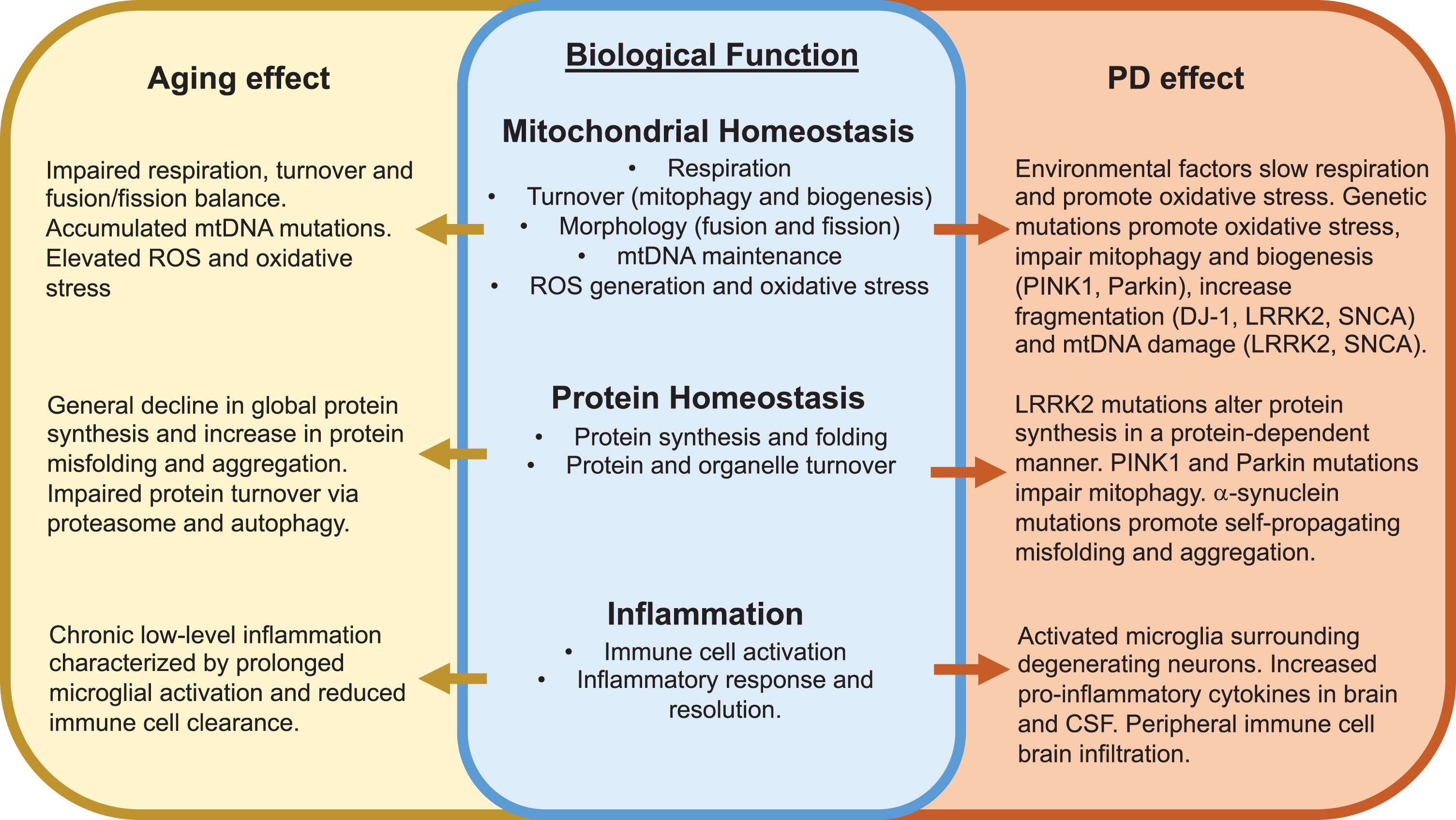 Convergent effects of aging and Parkinson’s disease development on key biological functions. Major overlapping effects of aging and PD on mitochondrial homeostasis, protein homeostasis and inflammation are described. See text for additional details. ROS, reactive oxygen species.