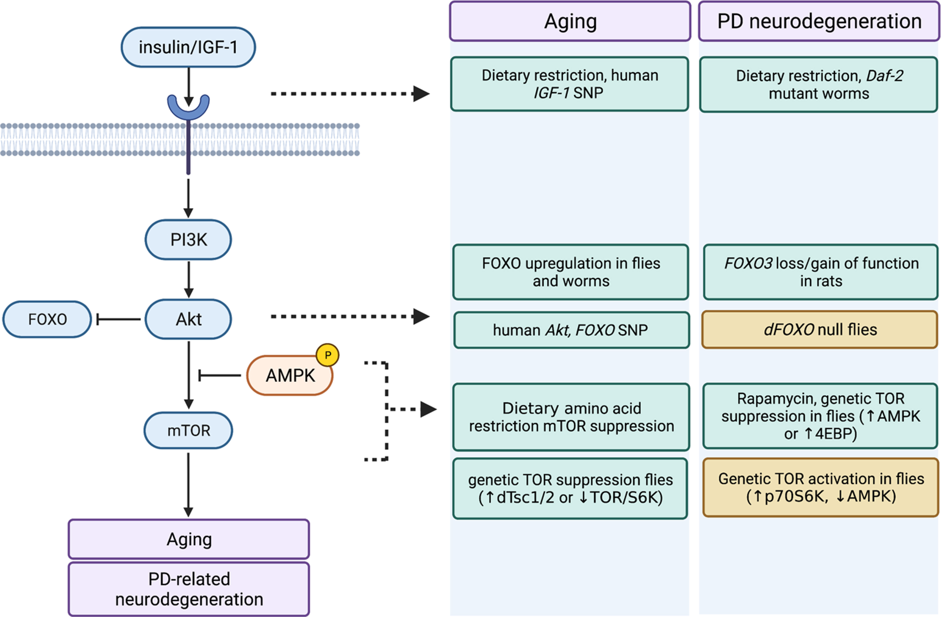 Similar impact of insulin/IGF-1 and mTOR pathway manipulations on aging and PD-related neurodegeneration. Impact of dietary and genetic manipulations on several key nodes throughout the insulin/IGF-1 and connected mTOR signaling pathway on aging and PD-related neurodegeneration are shown. Green boxes denote beneficial effects (i.e., delayed/attenuated aging or PD neurodegeneration) and orange boxes denote deleterious effects (i.e., accelerated aging or PD neurodegeneration). Figure was created on BioRender.com.