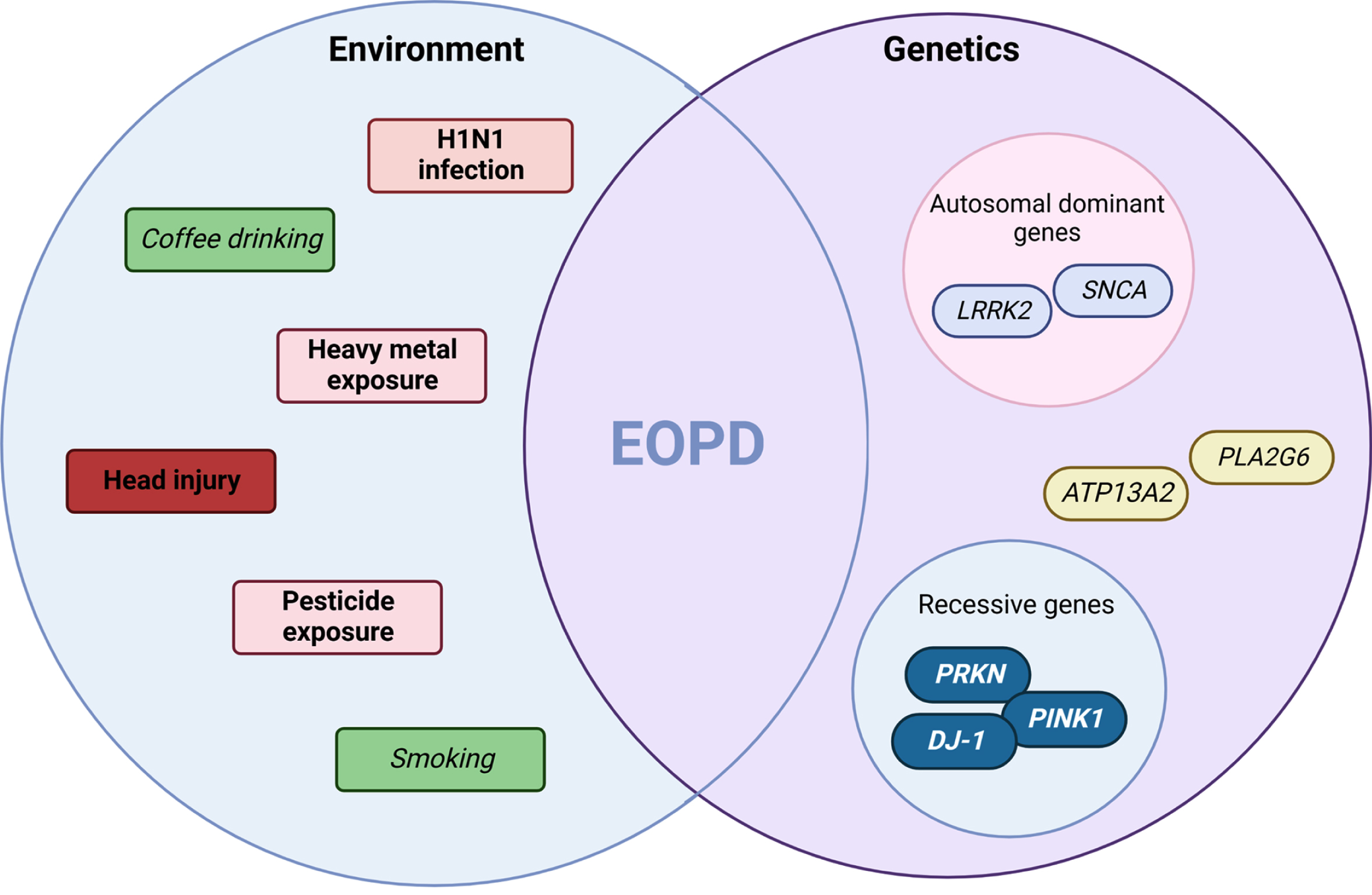 Environment and genetic interplay in EOPD. An interpretation of the multi-hit hypothesis on early-onset Parkinson’s disease suggests it is the combination of environmental agents acting on the background of genetic determinants that pre-disposes the individual to disease. Highlighted are both risk (pink-red or bold) and protective (green or italics) factors. This concept in early-onset forms of disease may be due to stronger effects sizes from exposure or higher penetrant genetic mutations observed in specific genes (e.g., SNCA or PRKN) and molecular pathways (e.g., mitophagy). (Created by BioRender.com)