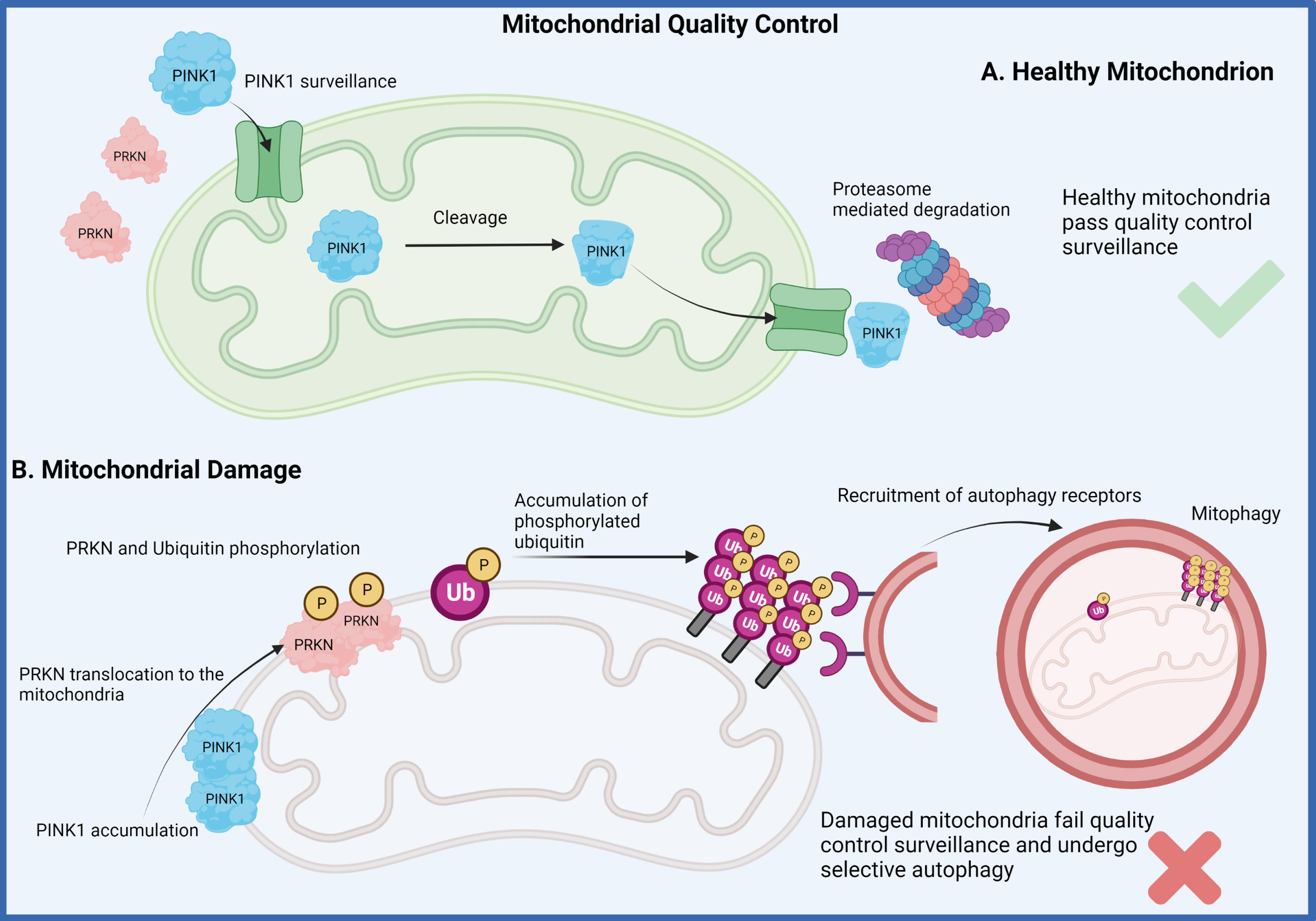 Mitophagy pathway. Two of the genes that have been identified to drive early-onset recessive forms of Parkinson’s disease have been demonstrated to play a major role in mitochondrial quality control measures of healthy mitochondria (A). The recessive loss of function for either the PINK1 or “PARKIN (PRKN)” proteins disrupts the normal mitochondrial surveillance process which induces the process of mitophagy for clearance of the damaged organelle (B). This dysfunction is believed to lead to the accumulation of damaged mitochondria eventually resulting in neuronal death. (Created by BioRender.com)