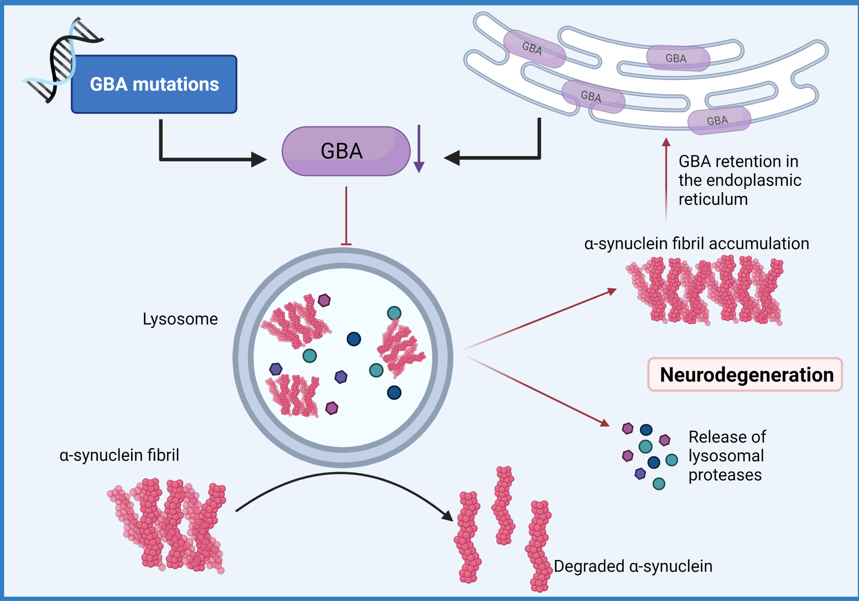 GBA-mediated Lysosomal dysfunction. Mutations of the GBA gene that result in haploinsufficiency have been shown to result in loss of lysosomal homeostasis, a reduction of glucocerebrosidase activity, the build-up of lysosomal glucosylceramides and impairs α-synuclein degradation enhancing aggregation. (Created by BioRender.com)