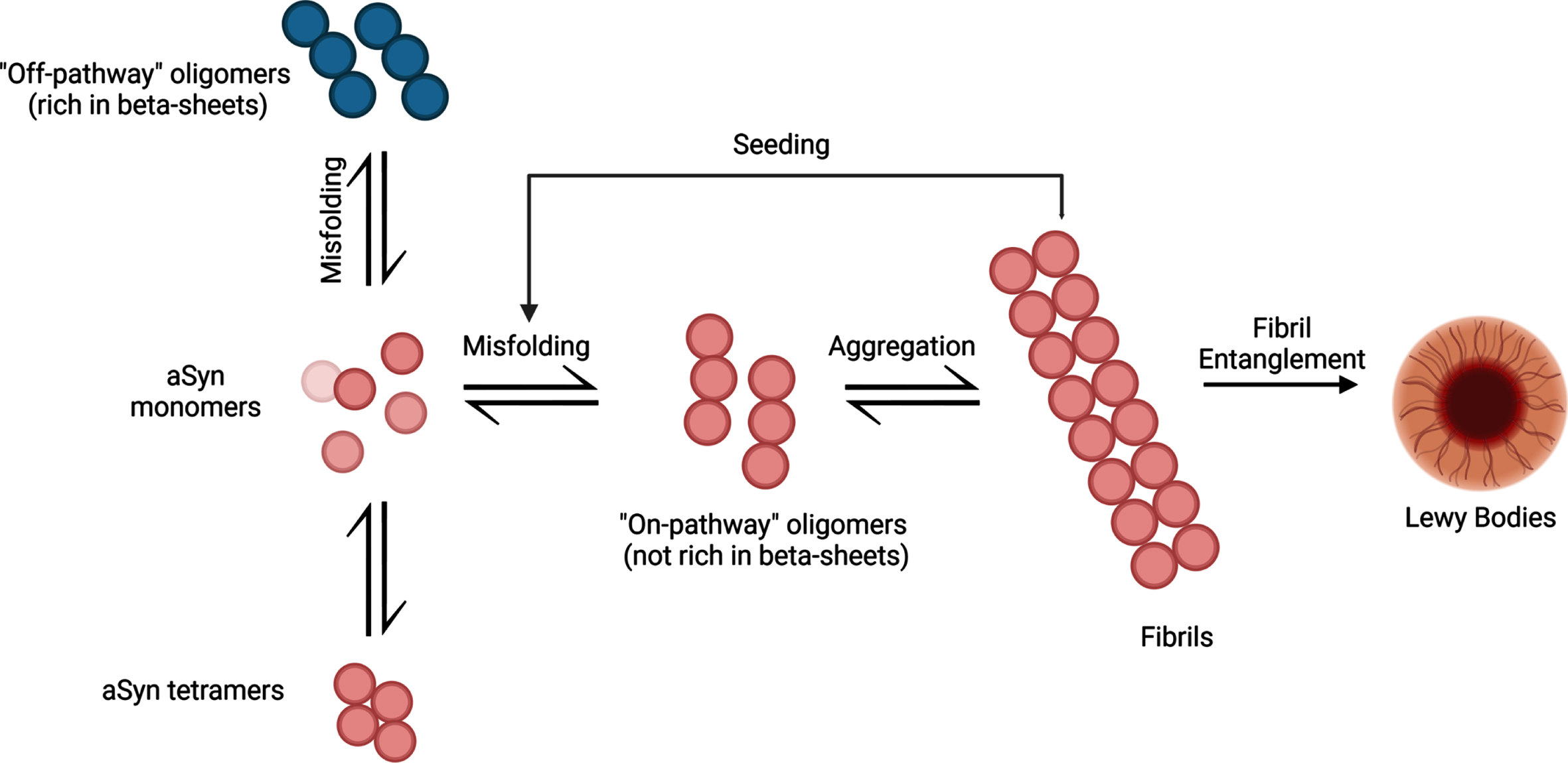 The aggregation process of aSyn protein. aSyn protein is normally found in natively unfolded monomeric structures but can also be found in α-helical tetramers when binding to lipid compounds. Aggregation of misfolded aSyn protein can either form oligomers that are rich in β-sheet formations (off-pathway) or oligomers that are not rich in β-sheet formations (on-pathway). Oligomers that are not rich in β-sheet conformations aggregate into fibrils, ultimately leading to the formation of LBs. These pathologic aSyn fibrils can act as a template for aSyn monomers and induce misfolding, creating a cycle of misfolding and aggregation of aSyn. Created with BioRender.com.