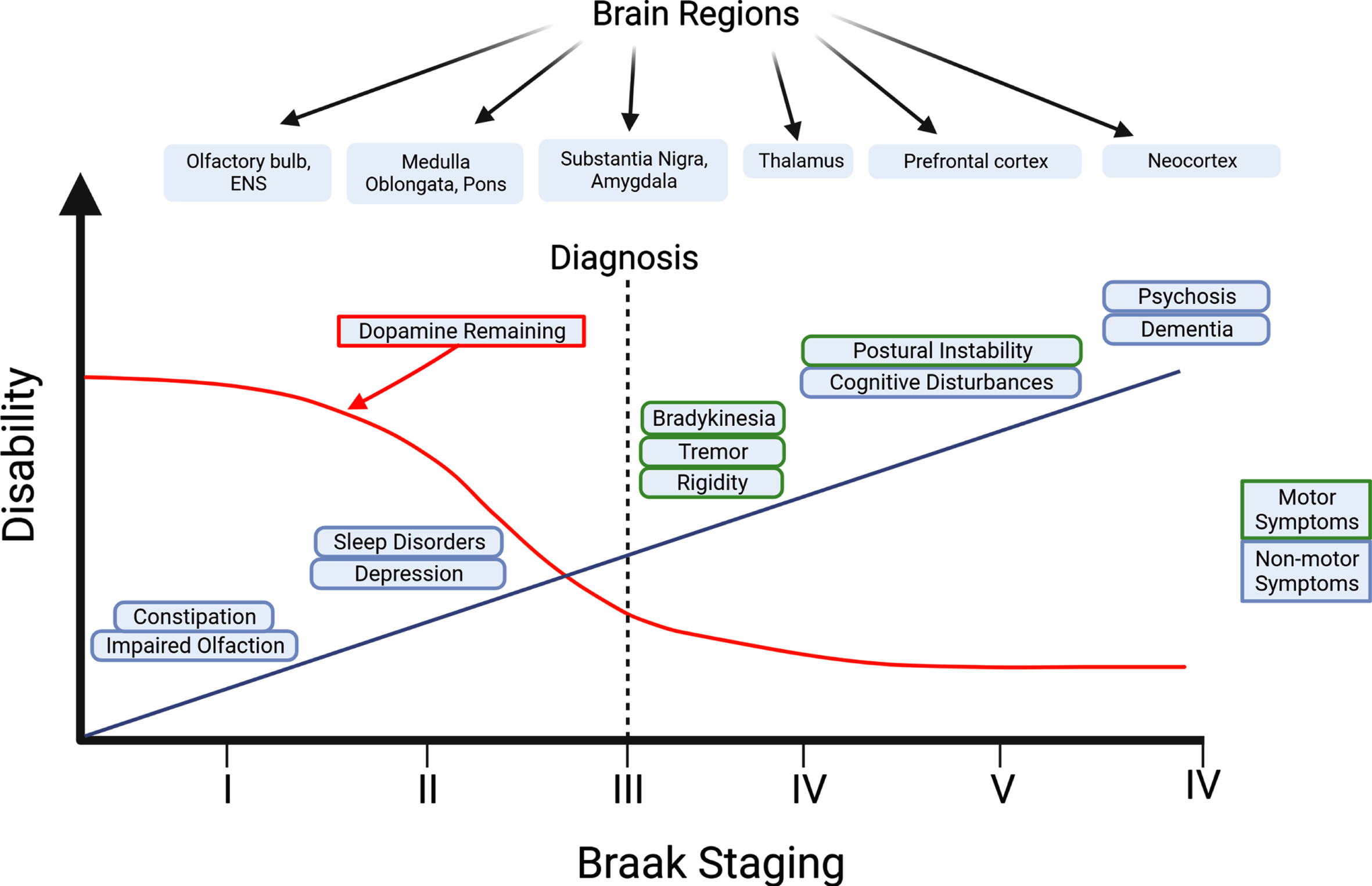 Progression of non-motor and motor symptoms in Parkinson’s disease. In the Braak Model of PD, it is hypothesized that the origin of PD originates in the PNS such as the olfactory bulbs and the ENS (Stage I). Non-motor symptoms can start to appear months or years prior to the onset of motor symptoms. Transmission of pathogenic forms of aSyn is thought to spread throughout the body in a prion-like manner, where aggregated aSyn can travel from the ENS to the brain via the vagus nerve. The diagnosis of PD is made once motor symptoms become apparent (Stage III). Long-term progression of PD causes a decrease in dopamine levels in the brain and an increase in the severity of motor and non-motor symptoms such as postural instability and cognitive disturbances, resulting in a dramatic decline in the quality of life of PD patients. Created with BioRender.com.