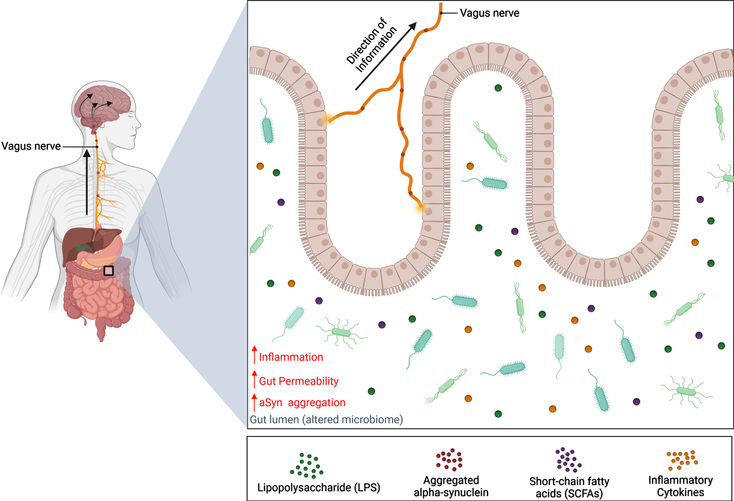 Schematic representation of the gut-brain axis in Parkinson’s disease. Alternations of the microbiota composition can be caused by various factors such as genetics and environmental risks. Dysbiosis of the microbiome can contribute to PD pathology in the gut before spreading to the brain via the vagus nerve. This results in a decrease in abundance of beneficial bacteria and a reduction of their metabolites, SCFAs, which have been shown to lower inflammation and gut permeability. Meanwhile, the abundance of harmful bacteria increases, along with the release of endotoxins like LPS. It is hypothesized that these endotoxins can increase inflammatory cytokine expression and cause the gut to become permeable for bacteria and endotoxins to enter the CNS and induce aSyn misfolding. Consequently, aSyn pathology can develop in the gut and travel up the vagus nerve where pathogenic aSyn can spread to brain regions in a prion-like manner. Created with BioRender.com.