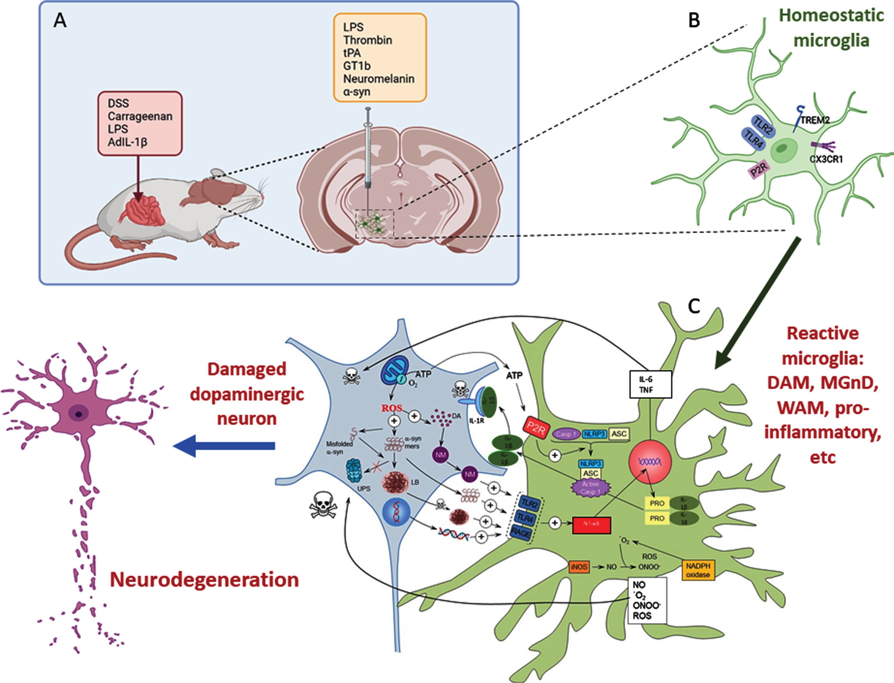 A) Inflammatory models of Parkinson’s disease take advantage of the use of different proinflammatory compounds administered peripherally, intracerebral, or by combining both pathways. B) Whatever compound and route of administration used, homeostatic microglia sense the environment through a set of surface receptors (the pattern recognition receptors, PRRs), including TLR2, TLR4, and RAGE. C) When activated, microglia undergo molecular and morphological changes, becoming reactive microglia. Illustrative examples are the DAM phenotype driven by TREM2 or the proinflammatory phenotype driven by TLR activation. Different microglia phenotypes can coexist under neurodegenerative conditions. Their activation leads to activation of the NF-κB pathway and the transcription of several proinflammatory genes (TNF and IL-6). Assembly of the NLRP3 inflammasome and activation of caspase-1 produce IL-1β and IL-18. Reactive microglia are also a source of ROS and RNS. All these products exert a harmful effect on dopaminergic neurons, which in turn release substances such as ATP, neuromelanin, and different forms of α-syn (either monomers or aggregates) that bind microglial PRRs in a vicious cycle that eventually leads to the death of dopaminergic neurons. Modified from Herrera et al., 2018 [169] using BioRender.