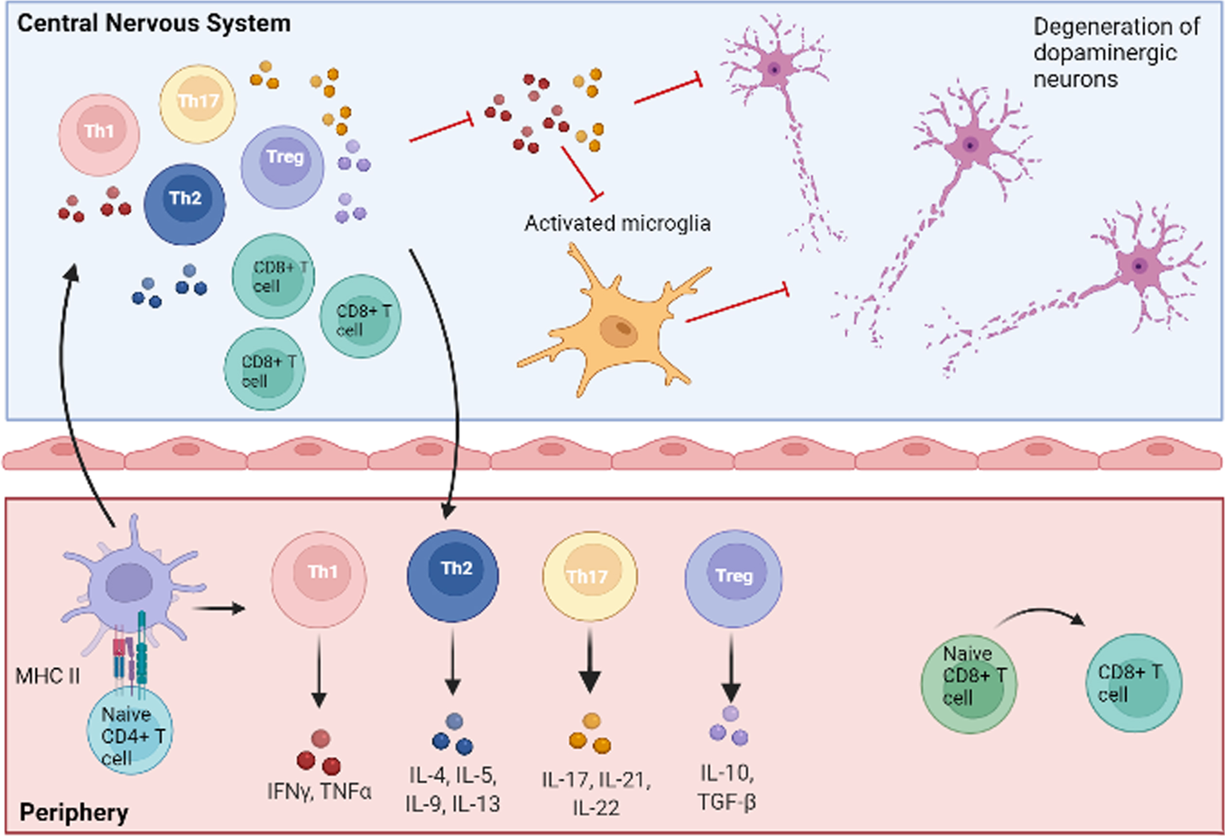 Central and peripheral involvement of T cells in PD. Naïve CD4 + and CD8 + T lymphocytes are activated in the periphery after the interaction with antigen-presenting cells. CD4 + T cells then differentiate into pro-inflammatory (Th1, Th17) or anti-inflammatory (Th2, Treg) subtypes, characterized by the release of specific patterns of cytokines. Activated T cells can reach the central nervous system by crossing an altered blood-brain barrier, thus polarizing resident cells to pro-inflammatory or anti-inflammatory phenotypes. In particular, Th1 and Th17 subsets release pro-inflammatory molecules (TNF-α, IFN-γ, IL-17, IL-21, IL-22), which, in concert with other mechanisms, lead to neuronal damage and death. Detrimental pro-inflammatory pathways are indicated with red lines. Figure created with BioRender.com.