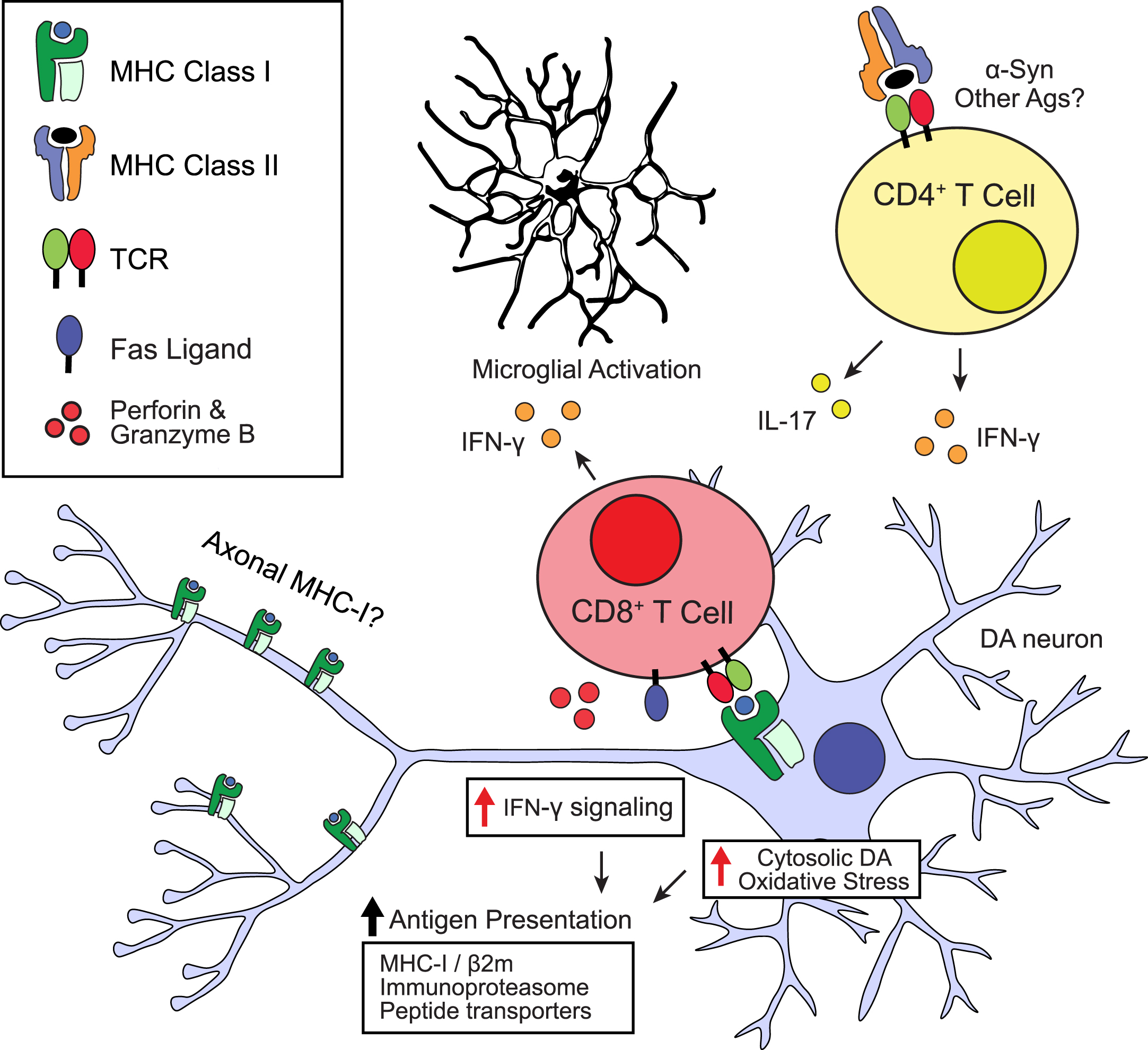 Possible roles of neuronal antigen presentation in Parkinson’s disease. Schematic depicting potential stimuli leading to MHC-I upregulation and antigen presentation in dopamine neurons and possible downstream consequences. TCR, T cell receptor; DA, dopamine; Ags, antigens.