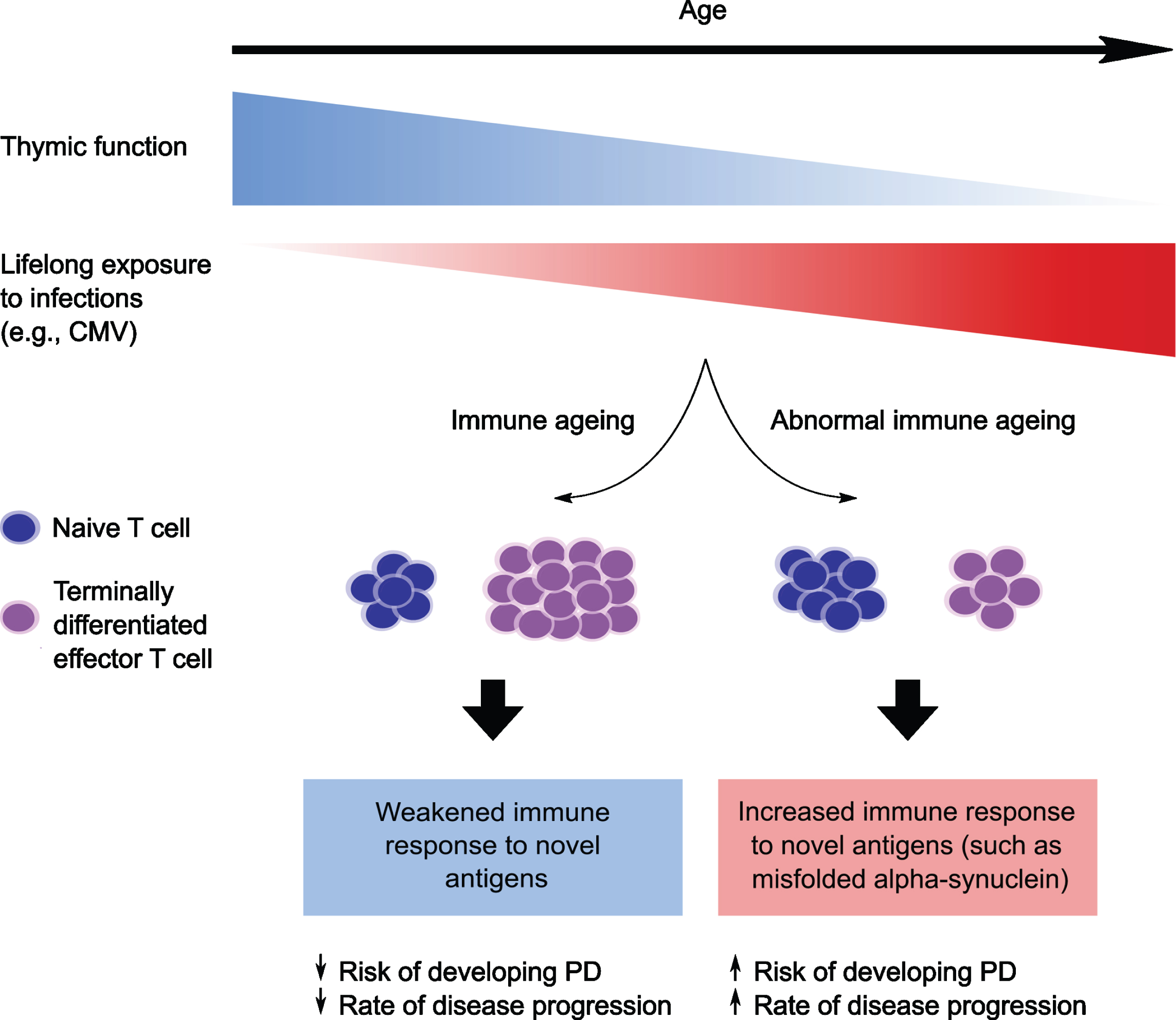 Schematic illustration showing a hypothesized relationship between immunosenescence and Parkinson’s disease risk/progression. With advancing age there is progressive decline in the size and function of the thymus gland (thymic involution), as well as increased exposure to viruses such as cytomegalovirus. This leads to immunosenescence, characterized by a reduction in antigen-inexperienced naïve T cells and an increase in “senescent” terminally differentiated effector T cells (TEMRA). The senescent shift is associated with a weakened immune response to novel antigens. However, in people who are predisposed to develop Parkinson’s disease, the typical age-associated shift towards senescence in the CD8 T cell population may be attenuated, with a reduced accumulation of CD8 TEMRA T cells in these individuals. This could lead to a heightened immune response to newly encountered antigens (such as misfolded alpha-synuclein), thereby increasing the risk of developing Parkinson’s and/or promoting more rapid disease progression. CMV, Cytomegalovirus; PD, Parkinson’s disease.