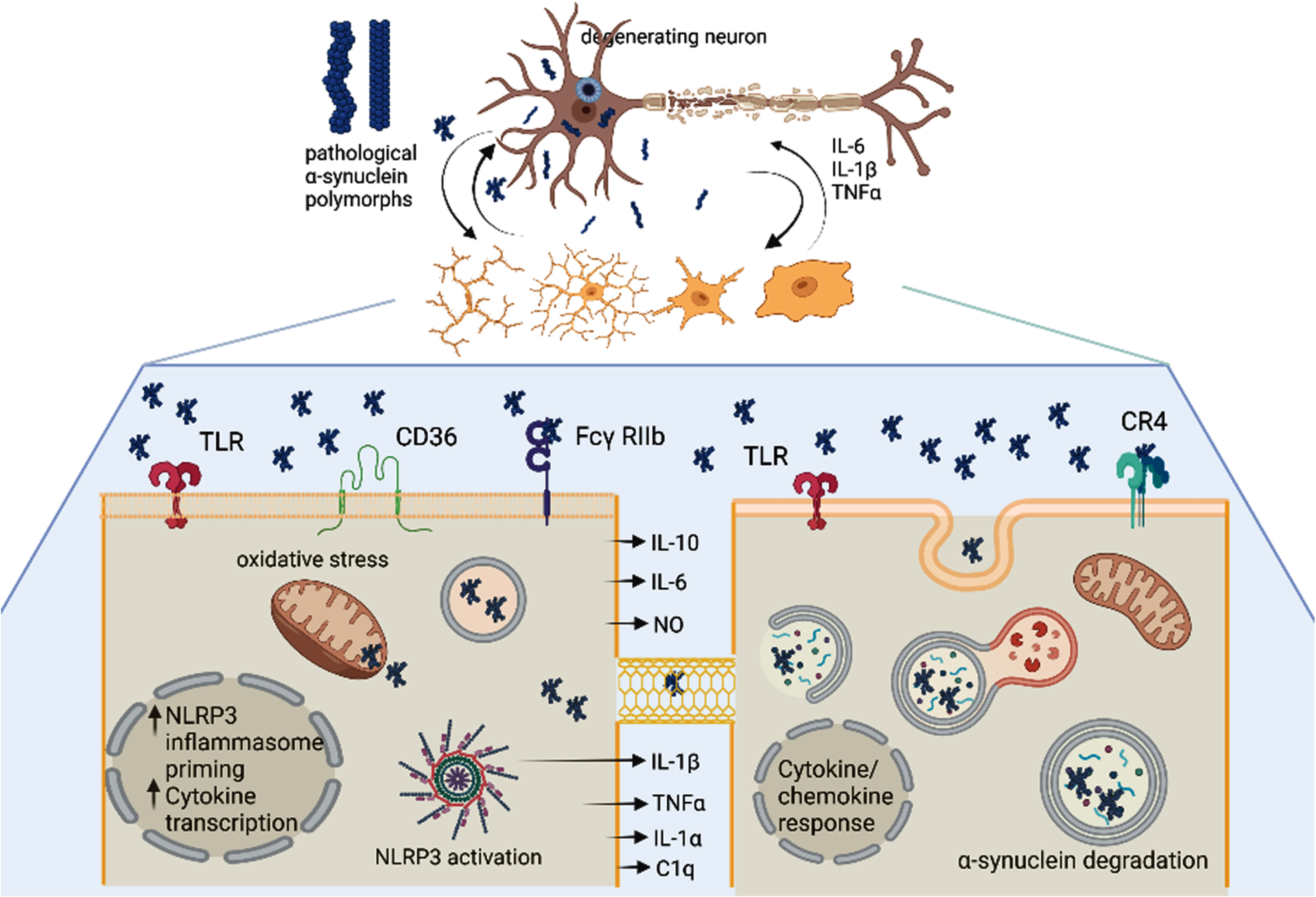The unresolved heterogeneity of microglia and DAMs in Parkinson’s disease. α-synuclein (α-syn) oligomers as well as pro-inflammatory signals released from the degenerating neuron may trigger activation of microglia in a disease-specific mode (DAMs). Importantly different α-syn polymorphs may induce different microglial responses. Microglia may get different morphological patterns of activation as well as execute different functions: i) the left lower panel shows pro-inflammatory signaling in microglia triggered by α-syn oligomers involving different membrane receptors, NLRP3 inflammasome activation, mitochondrial and oxidative stress, as well as release of toxic pro-inflammatory cytokines; ii). The right lower panel demonstrates a microglial cell which is involved in the uptake and clearance of α-syn either from the extracellular space or through putative nanotubes within the microglial network. Created with BioRender.com.
