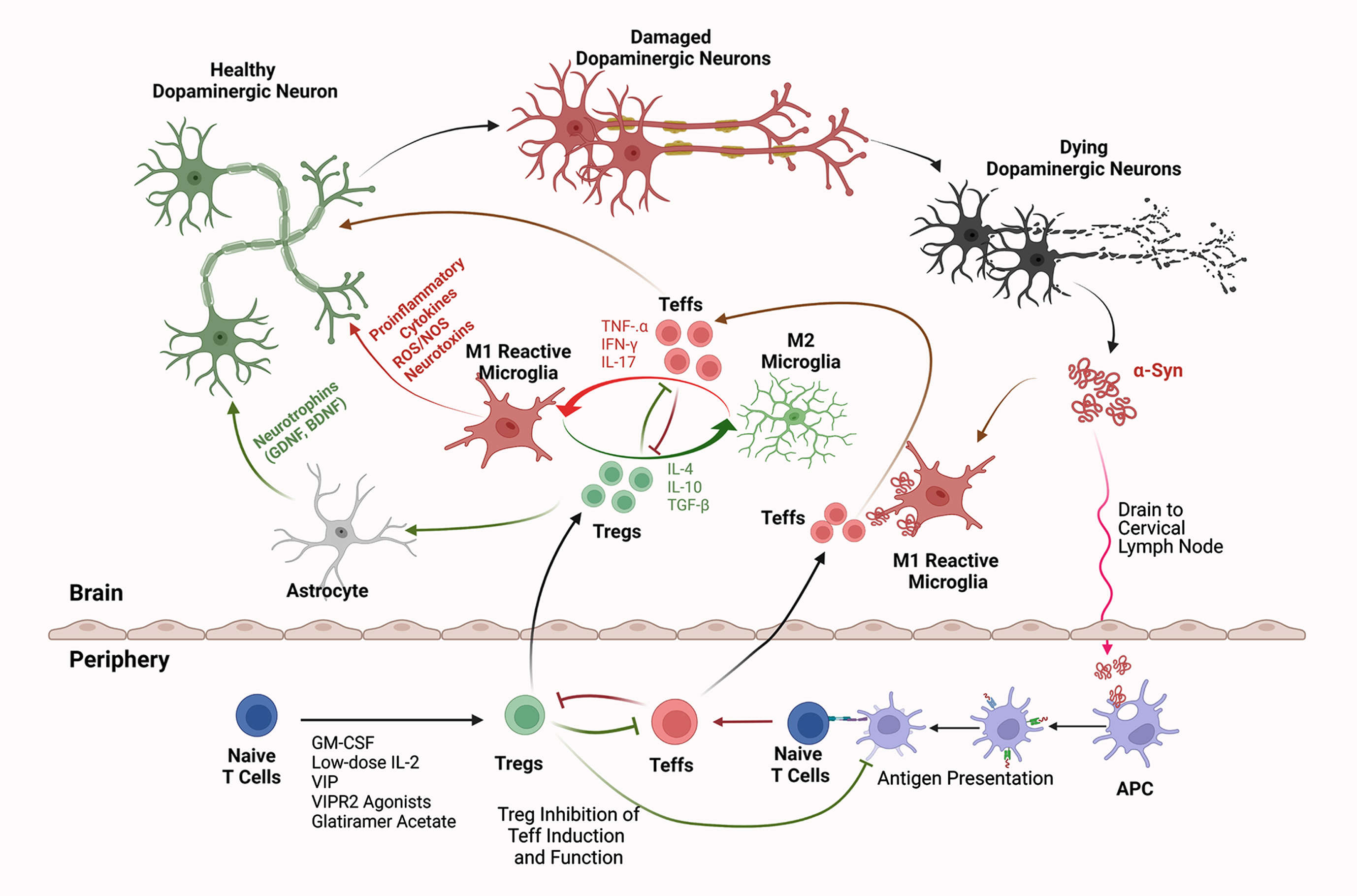 Interactions of Innate and Adaptive Immunity in Parkinson’s Disease. Intraneuronal aberrantly folded α-syn is liberated from injured or dying dopaminergic neurons. Consequent microglial activation leads to a secretory neurotoxic pro-inflammatory cascade within the substantia nigra pars compacta. Misfolded and modified α-syn drains into secondary lymphoid tissues where the adaptive immune system is engaged. This occurs, in measure, by antigen-presenting dendritic cells (APCs) which present modified self-antigens that include nitrated-α-syn, to naïve T cells and elicit Teffs such as Th1, Th2, and Th17 Teffs. Numbers of polarized Teffs increase by clonal expansion. In areas of focal inflammation in the brain, chemokine gradients form and promote endothelial cell to upregulate adhesion and selectin molecules that are recognized by cognate integrin molecules upregulated by expanded and circulating Teffs. Teffs cross the BBB and are reactivated by microglia, which further exacerbate neuroinflammation and neurodegeneration through secretion of TNF-α, IFN-γ, and IL-17. In contrast, Treg-mediated immunosuppressive therapies increase Treg numbers or function with production of anti-inflammatory or immunosuppressive factors, such as IL-10, IL-4, and TGF-β. This promotes a neurotrophic environment by suppressing Teff activation, proliferation, secretion of neurotoxic mediators, and brain infiltration. Additionally, Tregs that cross the BBB suppress microglial and APC activation, attenuate inflammation, block Teff reactivation and cytokine secretion, induce astrocytic neurotrophins, and protect or rescue dopaminergic neurons from further damage. Thus, therapies that induce and/or expand Treg number or function can transform neurotoxic and neurodegenerative conditions into more neurotrophic microenvironments. Created with BioRender.