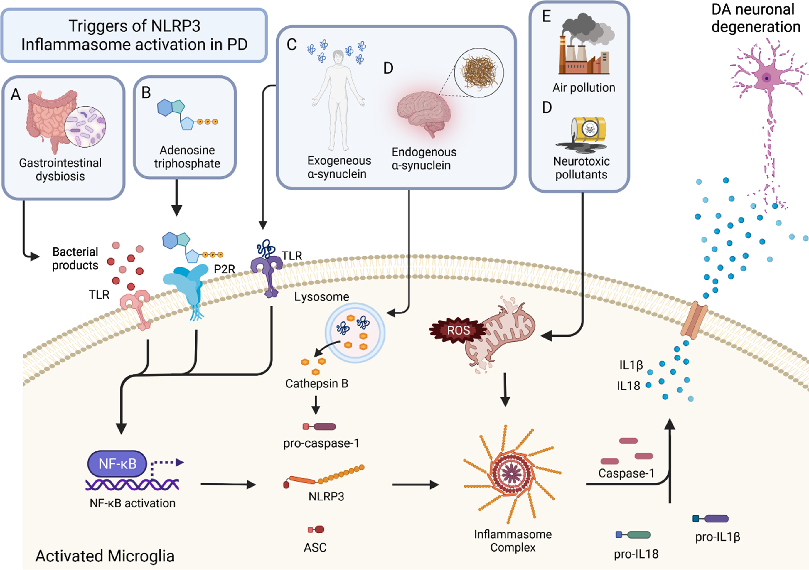 Triggers and mechanisms of inflammasome activation in PD. Activation of the inflammasome can come from a variety of sources. Triggers of the inflammasome A, B, and C result in the activation of NFκB. This priming step leads to the production of NLRP3, ASC, pro-caspase-1, pro-IL18, and pro IL1B. With activation, the inflammasome complex is formed, which cleaves pro-caspase-1 to the active form, caspase-1. Caspase-1 then cleaves the pro-forms of IL1β and IL18 to give their mature, active forms. These inflammatory cytokines are secreted from the microglia and lead to DA neuronal degeneration. Bacterial products of gastrointestinal dysbiosis (A) interact with TLRs which activate NFκB. Adenosine triphosphate (ATP) (B) activates P2Rs leading to NFκB activation. Exogenous α-synuclein (C) and endogenous α-synuclein (D) interact with TLRs as well, leading to the activation of NFκB. Air pollution (E) and neurotoxic pollutants (F) cause mitochondrial stress and result in the production of ROS which leads to inflammasome formation and ultimately inflammatory cytokine production.