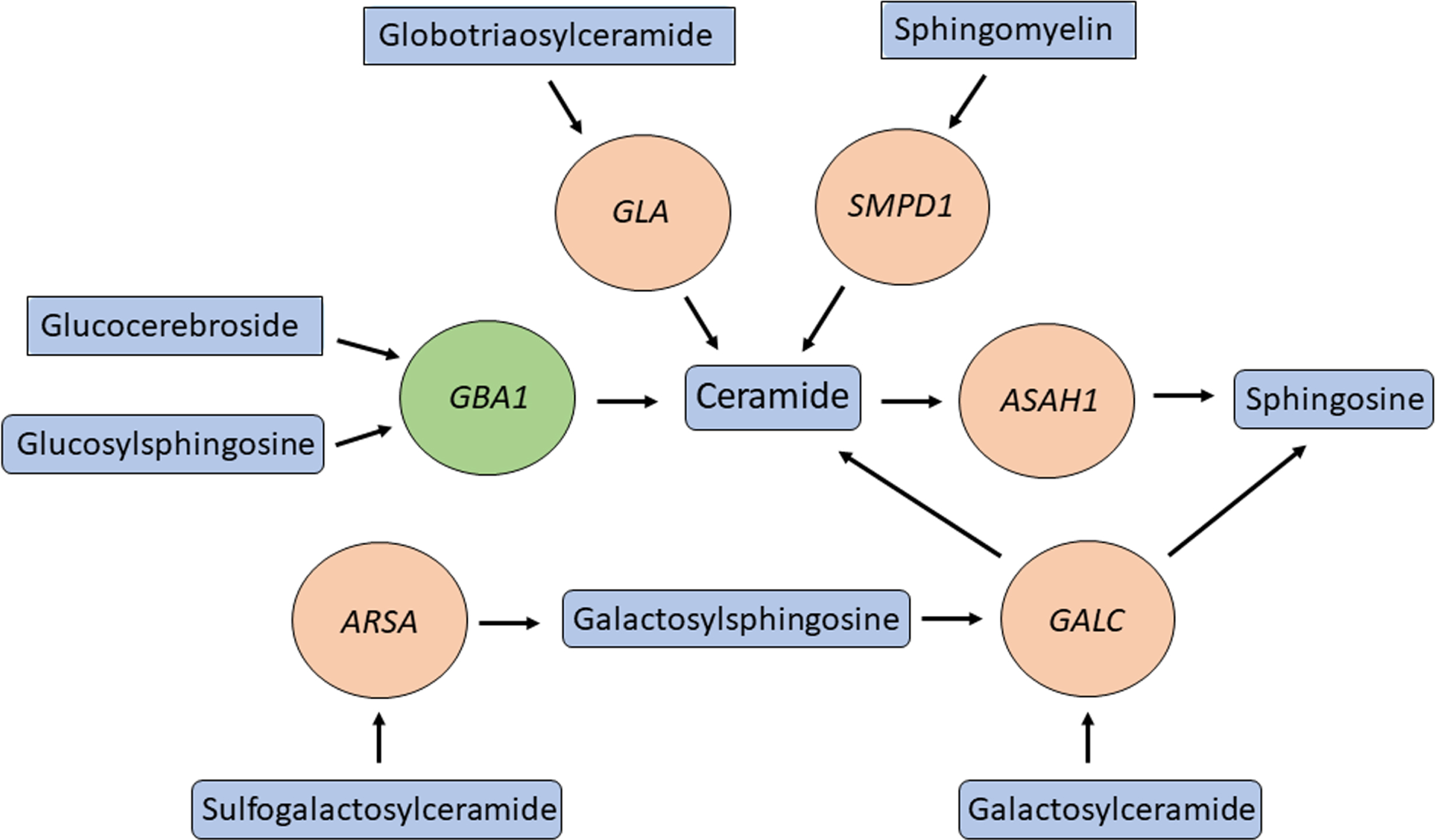 Multiple genes involved in ceramide metabolism and in PD. GBA1 (green circle) is one of many genes (orange circles) encoding for enzymes in the ceramide metabolism pathway that are both responsible for a lysosomal storage disease and modifying the risk of PD. Important substrates and products of these enzymes are in blue rectangles.