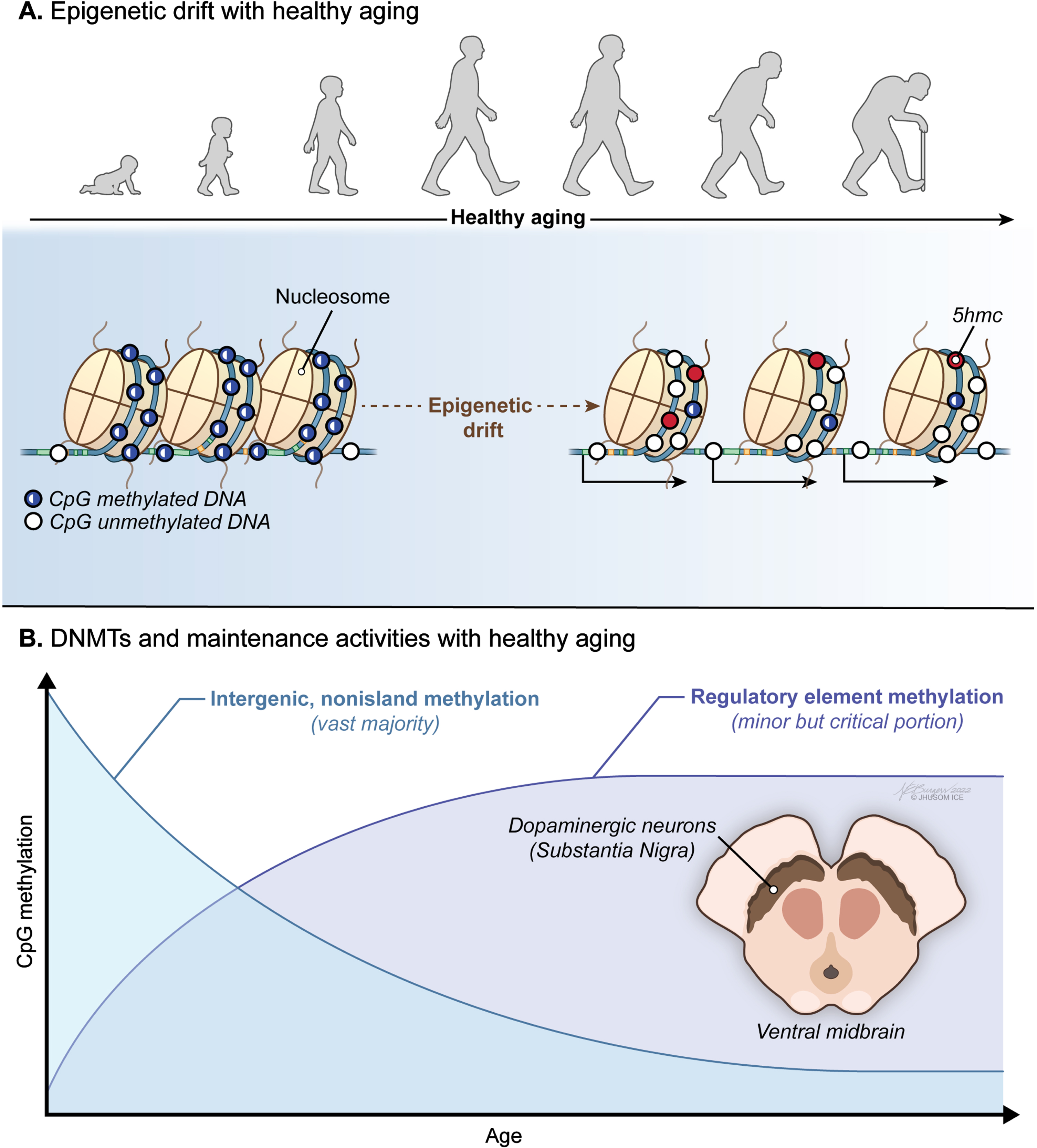 Age-associated trends in DNA methylome of the brain. A) A progressive loss of original epigenetic configurations, also called “epigenetic drift”, is observed during healthy aging. B) A global pattern of DNA hypomethylation with many promoters undergoing aberrant hypermethylation appears to be a hallmark of the aging brain independent of the Parkinson’s disease (PD)-associated neurodegeneration.