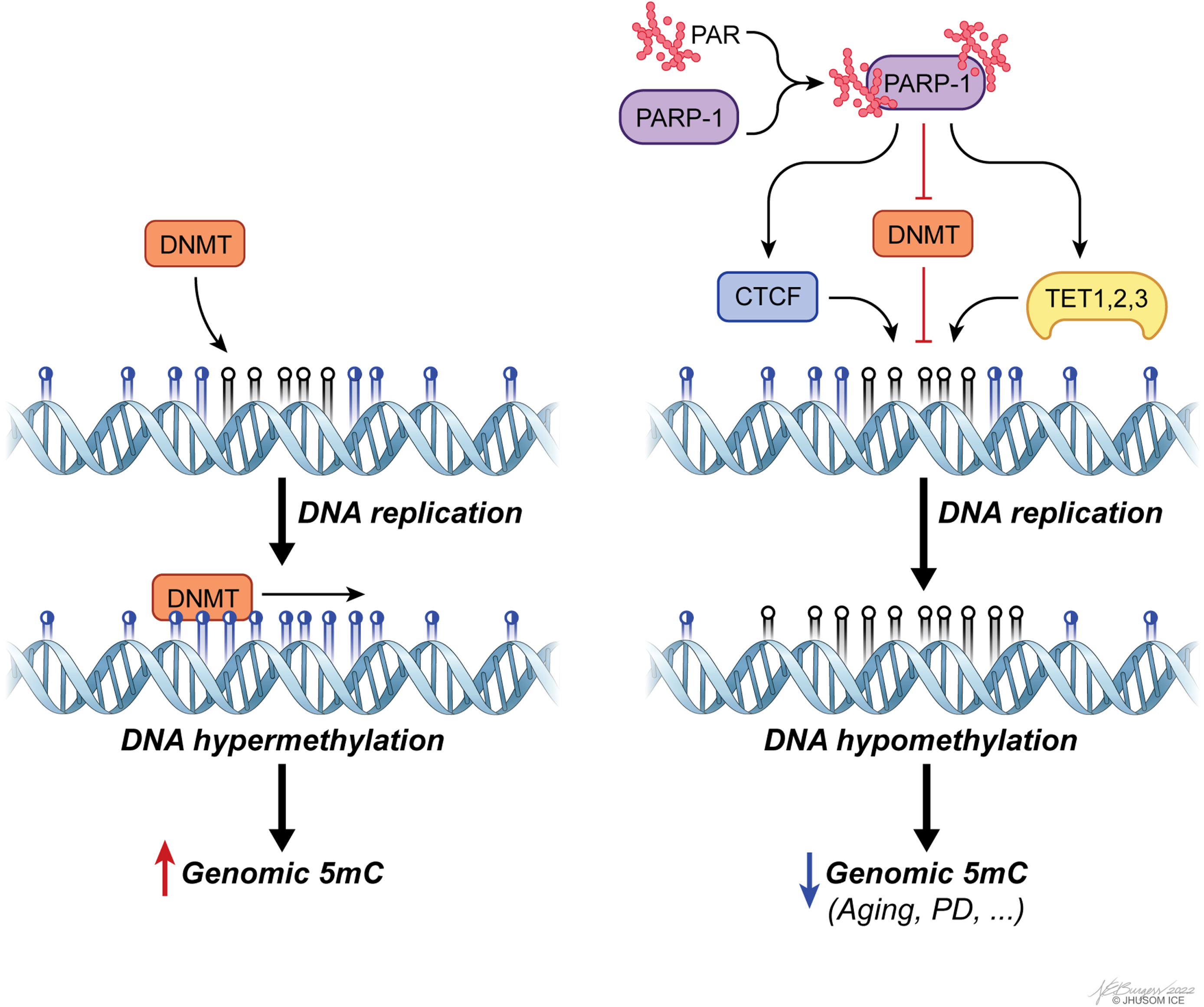 poly(ADP-ribosyl)ation (PARylation) of PAR polymerase 1 (PARP-1) is a major means of regulating genomic methylation patterns. PARylated PARP-1 acts on a set of epigenetics regulators, including CTCF, DNMTs, and TETs, to induce DNA hypomethylation.
