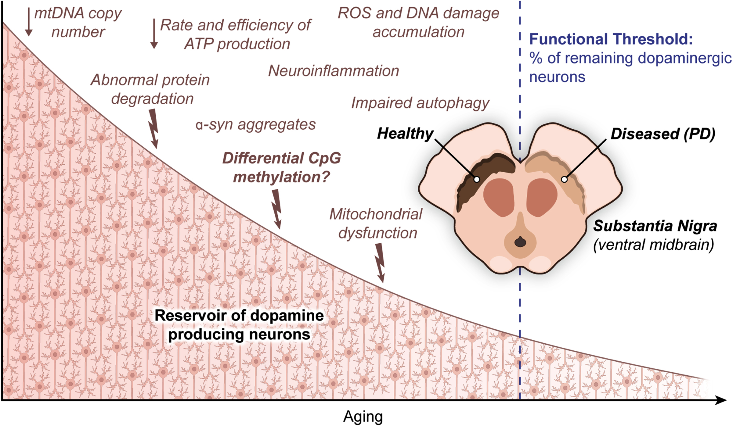 Carousel Figure: Dynamic DNA methylation in aging and Parkinson’s Disease.
