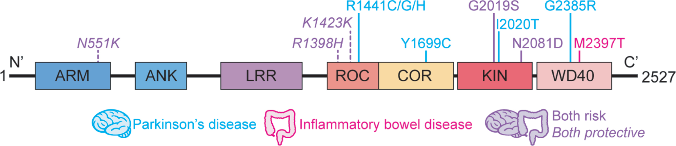 Schematic representation of LRRK2 domain structure. Respective locations of the amino acid substitutions previously linked to Parkinson’s disease and inflammatory bowel disease are shown. ARM, armadillo; ANK, ankyrin repeat region; LRR, leucine-rich repeat; ROC, Ras of complex proteins; COR, C terminal of ROC; KIN, mitogen-activated protein kinase; WD40, WD40 protein-protein interaction domain.