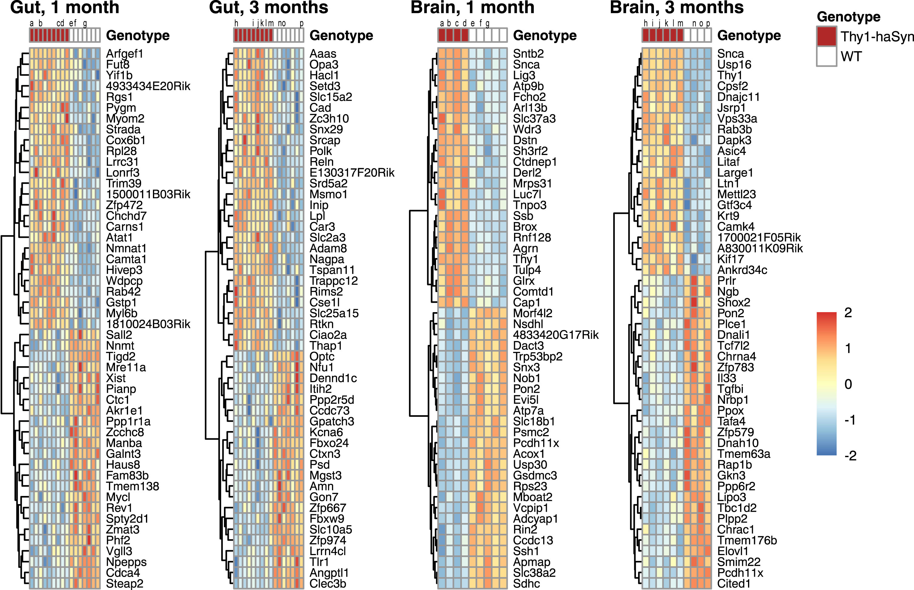 Top differentially expressed genes. Heat map of scaled expression for the top 50 genes with NCBI IDs in each tissue and time point. Rows are clustered by distance. Lower case letters identify individual animals for which matched (gut, brain) samples are present. All differentially expressed genes are provided in a supplement. Samples sizes are shown in Table 1. Thy1-haSyn, alpha-synuclein overexpressing; WT, wild type.