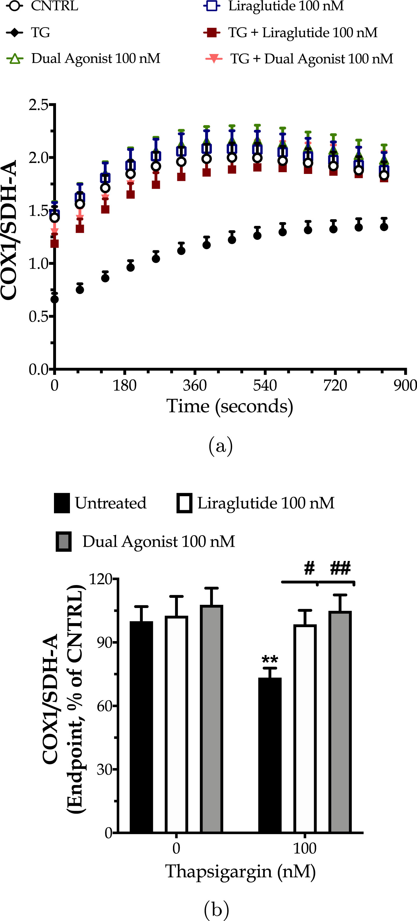 Liraglutide and the GLP-1/GIP dual agonist mitigate the impaired mitochondrial biogenesis following irreversible ER stress. On d 6 of the differentiation period, dopaminergic-like neurons from the human LUHMES cell line were treated with 0 and 100 nM of thapsigargin (TG) in the presence or absence of each incretin tested for 16 h. Neurons were fixed with 4% paraformaldehyde and monitored for the protein expression ratio of the cytochrome c oxidase subunit I (COX1; mitochondrial DNA-encoded protein) to the succinate dehydrogenase (SDH-A; nuclear DNA-encoded protein) over a kinetic cycle of 15 min for signal development with a colorimetric ELISA assay (a). Endpoint measurements of the ratio are expressed as percentages of the control (CNTRL; untreated/unstressed conditions) and illustrated as a bar graph (b). Each point and bar represent the mean±SEM from five independent experiments. Data processed with two-way ANOVA, followed by post hoc Bonferroni’s multiple comparison t-test: **p≤0.01 compared to the control (CNTRL; unstressed/untreated conditions); #p≤0.05 & ##p≤0.01 compared to the TG-stressed neurons.