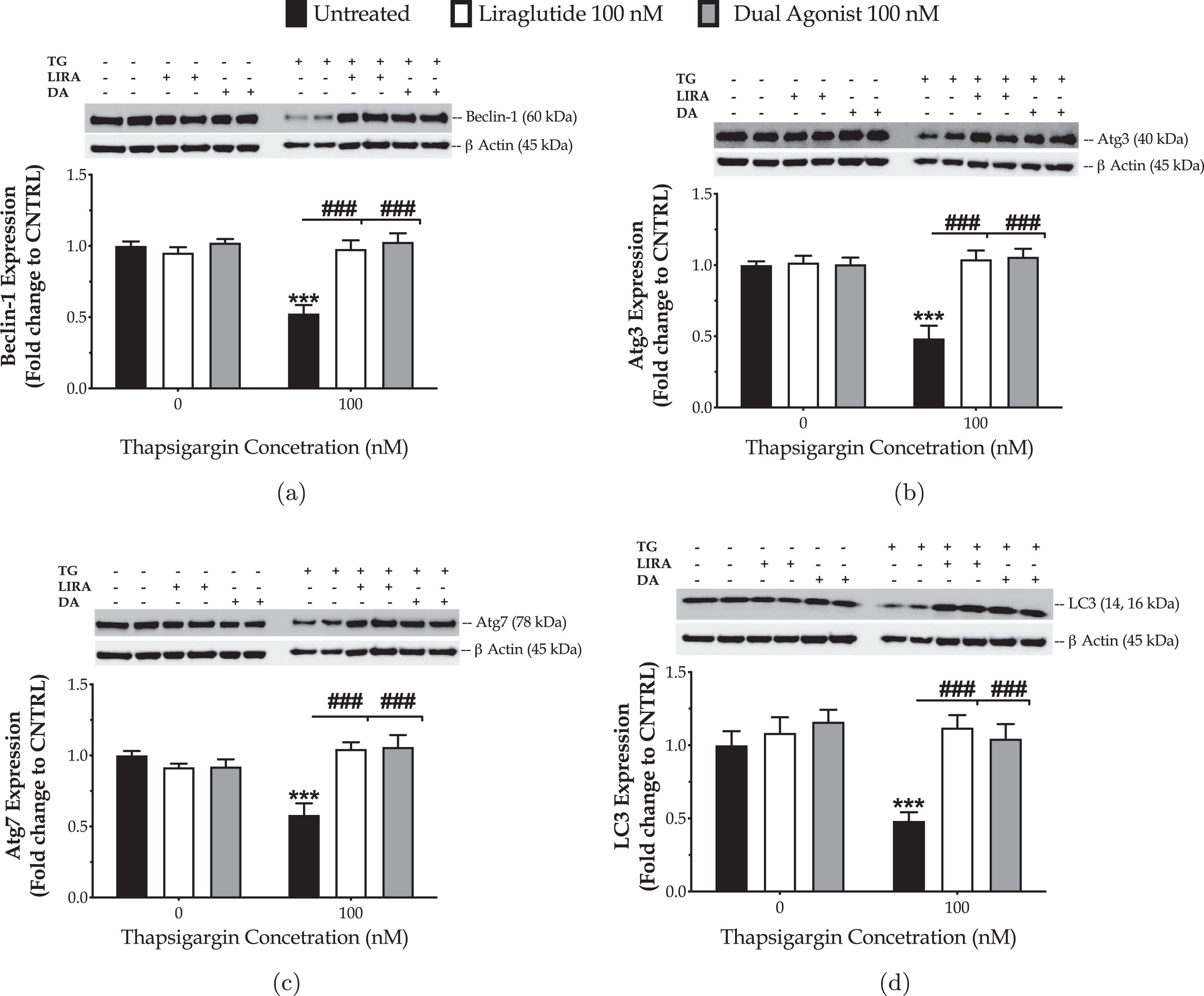 Liraglutide (LIRA) and the GLP-1/GIP dual agonist (DA) normalize the suppressed expression of core autophagy-related proteins (Atg) proteins for autophagosome formation and maturation upon chronic ER stress. On d 6 of the differentiation period, dopaminergic-like neurons from the human LUHMES cell line were treated with 0 and 100 nM of thapsigargin (TG) in the presence or absence of each incretin tested for 16 h. Neurone were harvested, and the expression of beclin-1 (a), Atg3 (b), Atg7 (c) and of LC3 (d) were determined by western blotting. β-Actin was used as the loading control in our quantification. Loading controls for a and c are the same. Each bar represents the mean±SEM from five independent experiments. Data expressed as fold change to the control (CNTRL; unstressed/untreated conditions) and processed with two-way ANOVA, followed by post hoc Bonferroni’s multiple comparison t-test: ***p≤0.001 compared to CNTRL; ###p≤0.001 compared to the TG-stressed neurons.