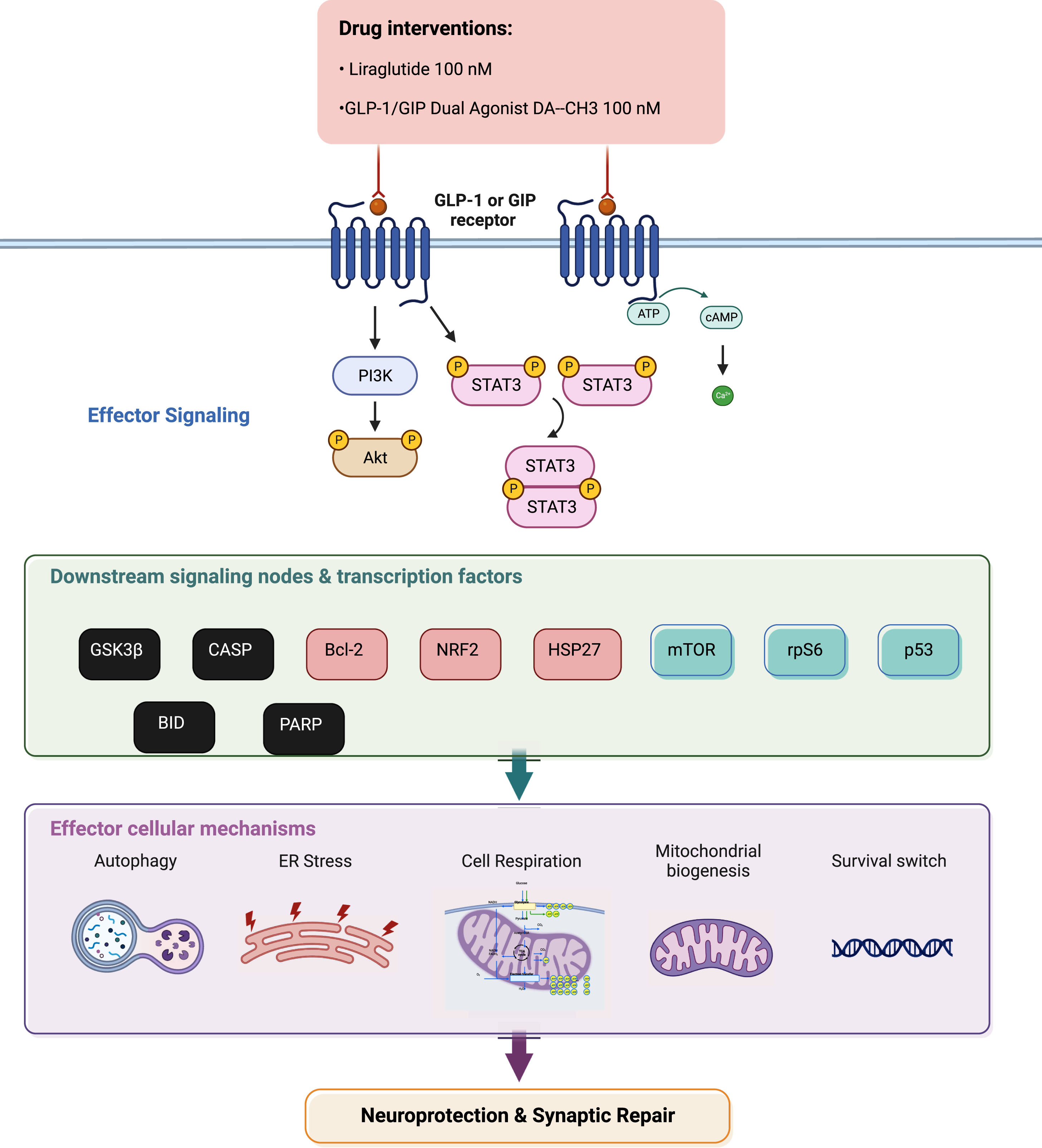 Summarizing illustration for incretin-driven effects and signaling observed upon chronic ER stress in dopaminergic-like neurons from the human LUHMES cell line. Liraglutide and GLP-1/GIP dual agonist modulate the effector Akt and Stat3 signaling to regulate the activity and expression patterns of downstream pro-apoptotic proteins (in black), pro-survival factors (in light red) and critical signaling pathways (in green). In turn, they restore essential intracellular processes to ultimately elicit neuroprotection and synaptic repair. For abbreviations, please refer to the main text.