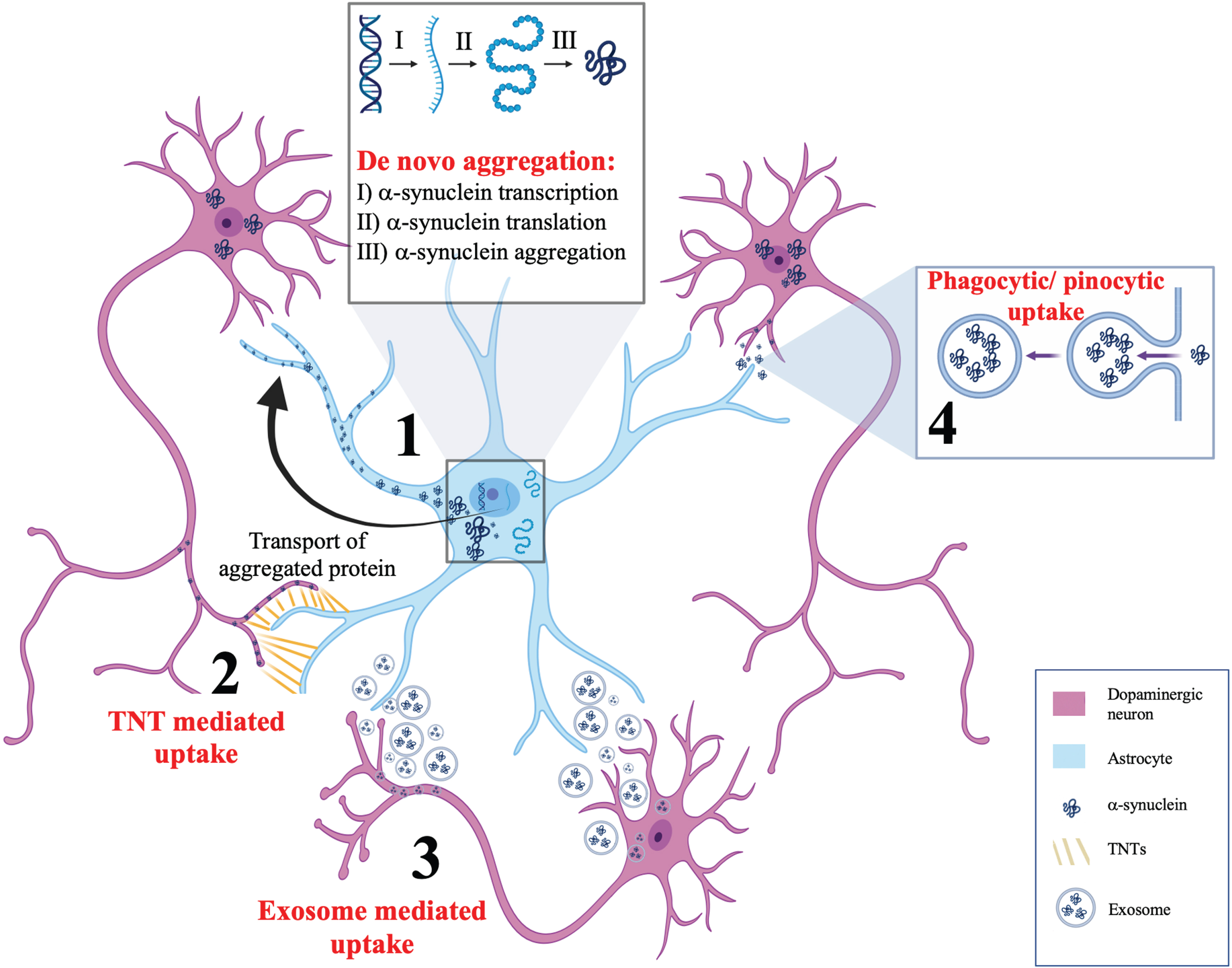 Postulated mechanisms of α-synuclein aggregation in astrocytes. This schematic summarizes four potential mechanisms for α-synuclein accumulation in astrocytes. (1) De novo aggregation of α-synuclein showing α-synuclein transcription, translation, and aggregation in astrocytes, independent of neuronal α-synuclein. (2) Tunnelling nanotubules (TNTs) are actin rich membranous connections between cytosols of individual cells that are capable of bidirectional α-synuclein transfer between astrocytes and neurons. (3) Secretion of exosomes from astrocytes and neurons have been postulated as a mechanism for bidirectional α-synuclein transfer between neurons and astrocytes. (4) Phagocytic or pinocytic uptake of α-synuclein from neurons to astrocytes is widely regarded as the most likely model by which α-synuclein accumulates in astrocytes.