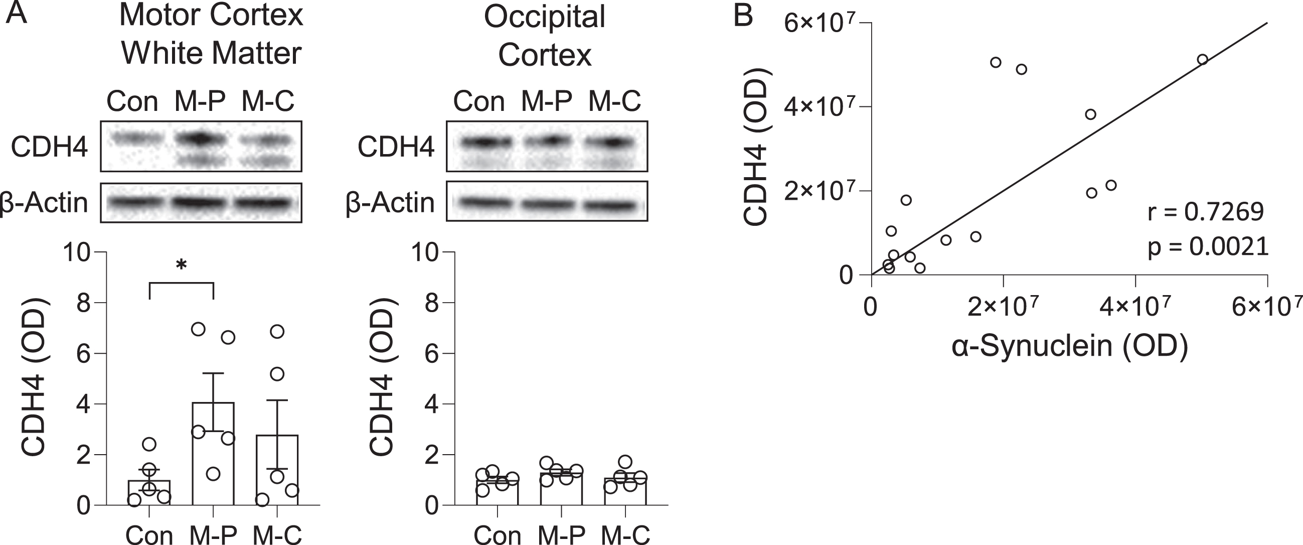 CDH4 protein expression in control and MSA brain. A) CDH4 protein expression in control (Con), MSA-P (M-P), and MSA-C (M-C) in the motor cortex white matter and superior occipital cortex as measured by western blotting. The CDH4 bands were normalized to β-actin. Data represent mean and SE as error bars; *p < 0.05. B) Correlation of CDH4 and α-synuclein protein levels in the motor cortex white matter.