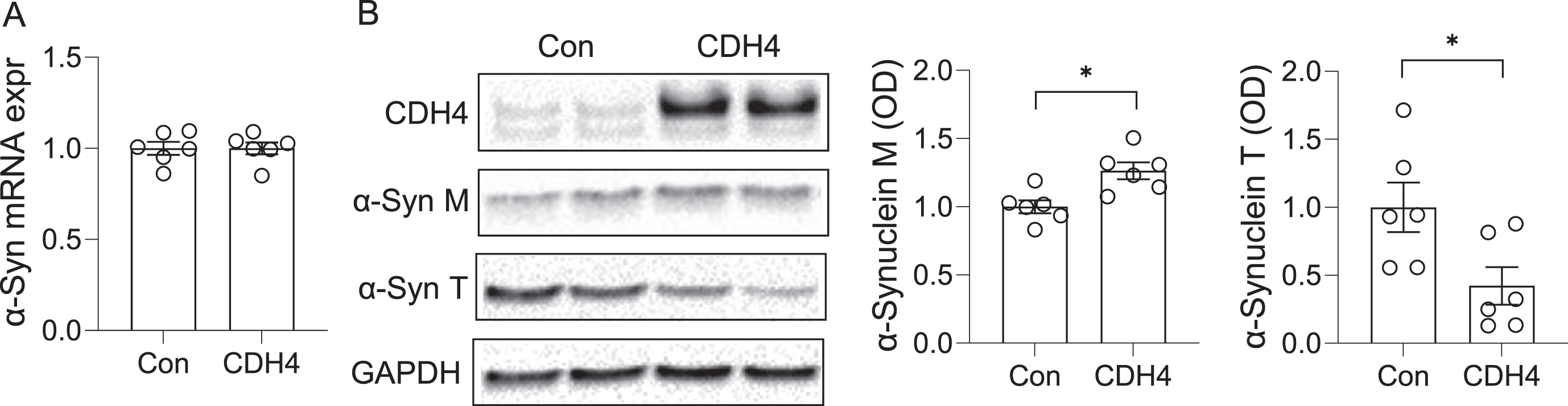 Effect of CDH4 on α-synuclein levels. MO3.13 oligodendrocyte cells were transfected with CDH4 cDNA or empty-vector control (Con) and α-synuclein expression measured by qPCR (A) and western blotting (B). Optical density of α-synuclein monomeric (M) and trimeric (T) bands were measured and normalized to GAPDH. Data represent mean and SE as error bars; *p < 0.05.