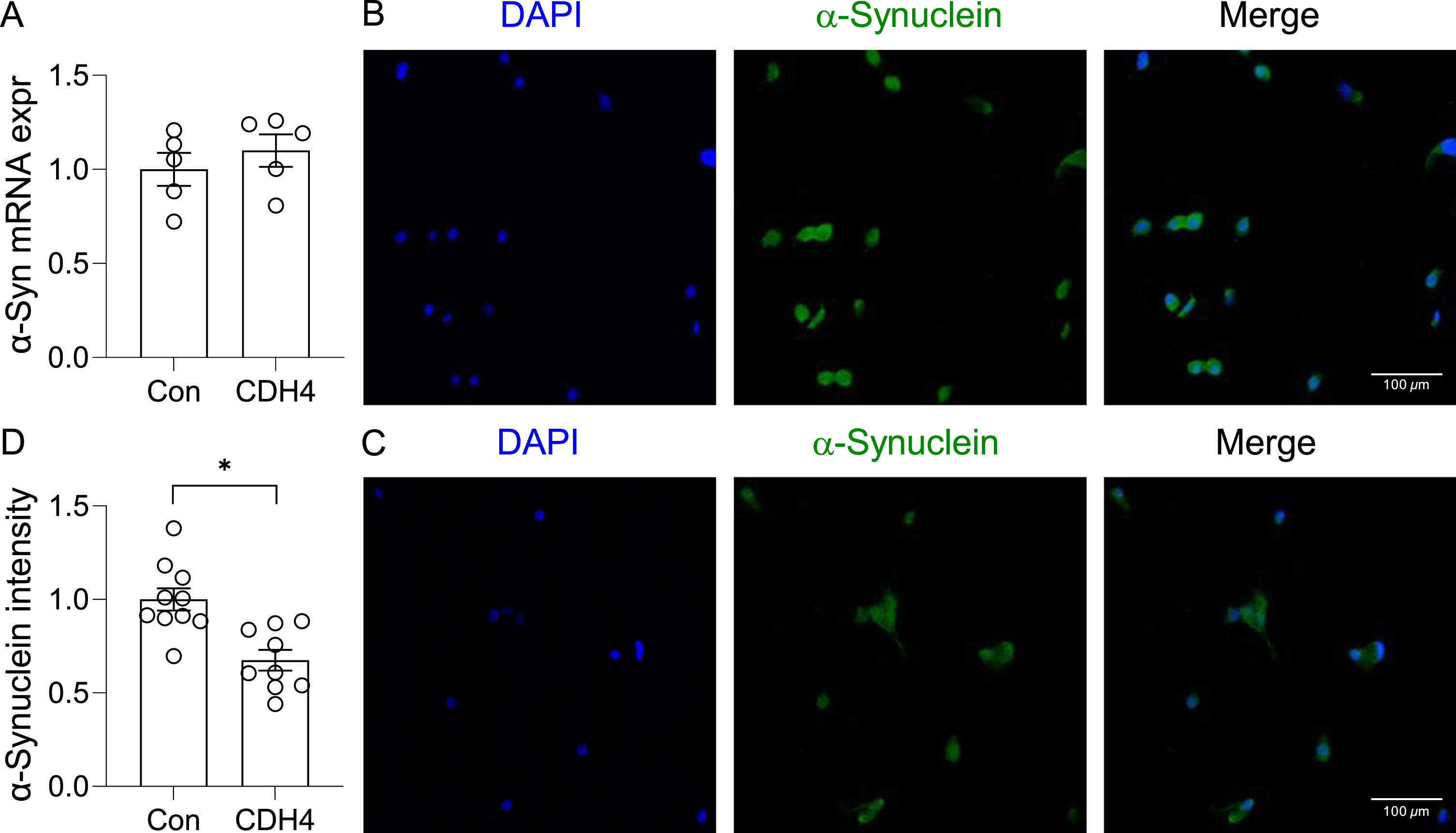 Effect of CDH4 on α-synuclein aggregation. A) The OLN-AS7 oligodendrocyte MSA cell model was transfected with CDH4 cDNA or empty-vector control (Con) and α-synuclein expression measured by qPCR. B) Control cells and (C) CDH4-transfected cells were immunofluorescent-stained and examined under a confocal microscope. D) A comparion of α-synuclein signal intensity of the two groups. Data represent mean and SE as error bars; *p < 0.05.