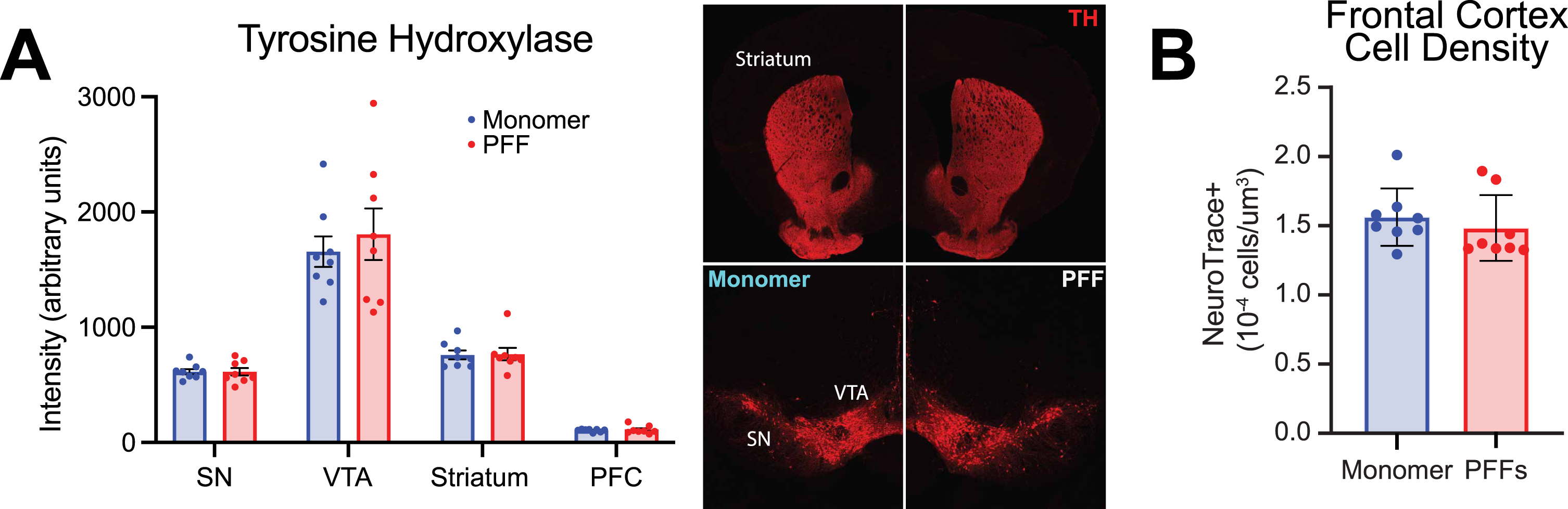 Evaluation of tyrosine hydroxylase (TH) and prefrontal cortex densitometry in monomer control and pre-formed fibril (PFF) injected mice. A) Left panel: TH intensity (arbitrary units) from 4 different brain regions in monomer and PFF treated mice: substantia nigra (SN), ventral tegmental area (VTA), striatum, and prefrontal cortex (PFC). Right panel: representative images of TH in the SN, VTA, and striatum from a monomer treated mouse (left) and PFF treated mouse (right). B) PFC neuron densitometry. PFF treated mice did not differ from monomer controls (p = 0.5). All data from 8 monomer (blue) and 8 PFF (red) mice. All data are expressed as mean±SEM, and each dot represents a single mouse.