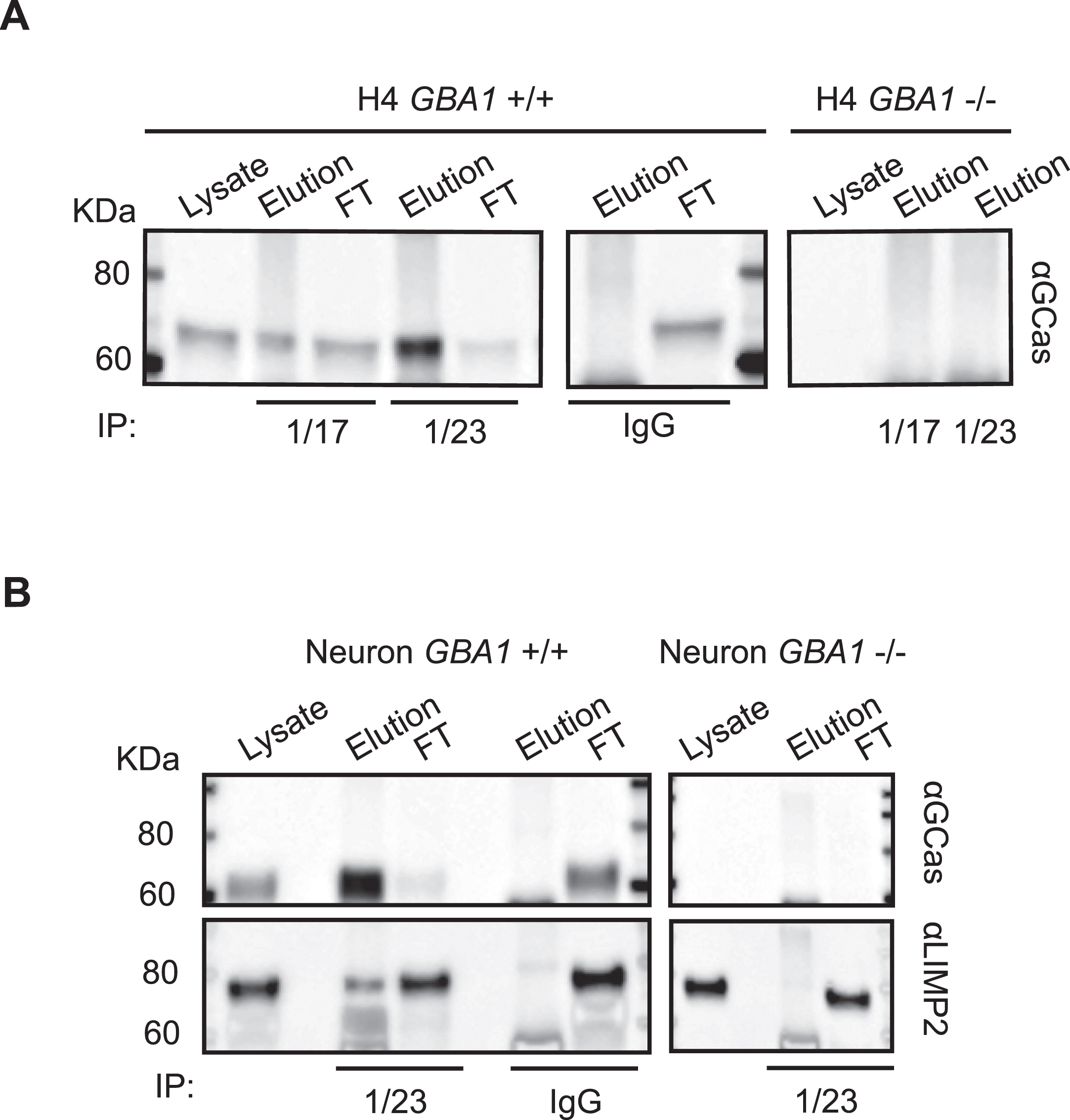 Application of hGCase-1/17 and hGCase-1/23 in immunoprecipitation. A) HGCase in H4 cell lysates was immunocaptured with hGCase-1/17 or hGCase-1/23 and immunoblotted with hGCase antibody EPR5143 after elution. B) Co-immunoprecipitation of LIMP2 with hGCase by hGCase-1/23. hGCase in neuron lysates was immunocaptured with hGCase-1/23, and the presence of LIMP2 in GCase co-precipitates was detected with a LIMP2 antibody.