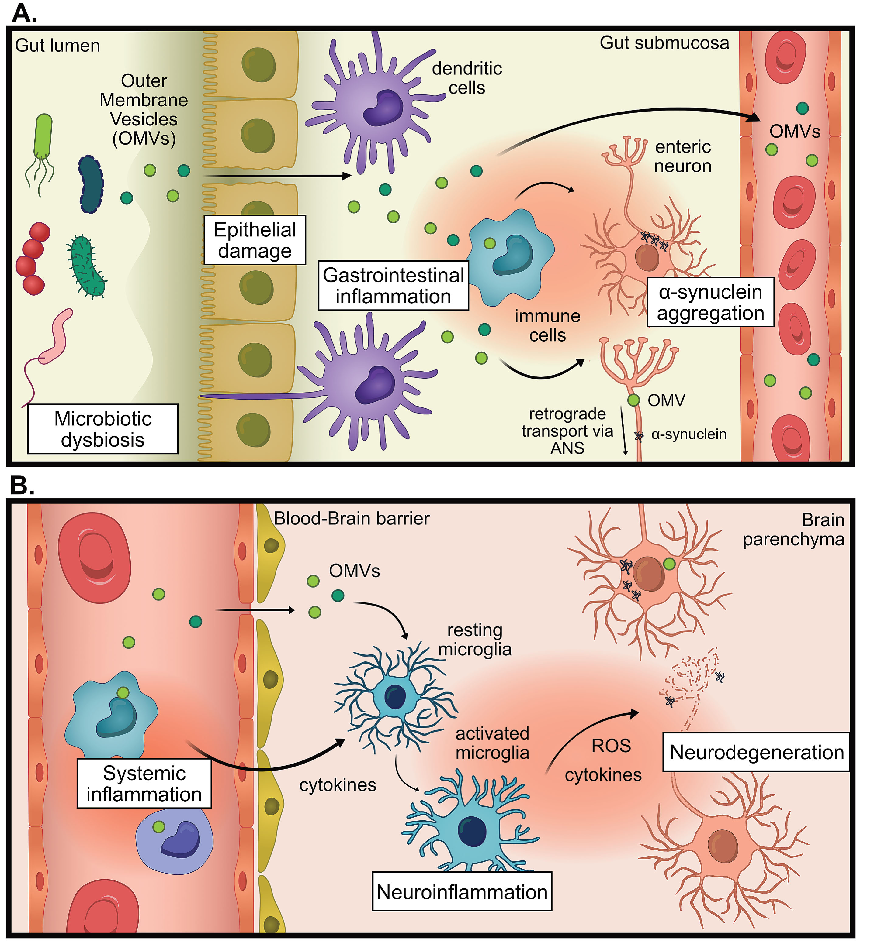 The proposed hypothesis for the pro-inflammatory role of outer membrane vesicles (OMVs) in Parkinson’s disease (PD). A) In states of microbial dysbiosis, OMVs and other microbial factors can cause damage to epithelial barriers, causing the translocation of OMVs past the epithelium, where immune cells can be activated to promote gastrointestinal inflammation which increases intestinal permeability. Information about gastrointestinal inflammation can be directly communicated to the brain via the autonomic nervous system (ANS), by altering neural signaling or retrograde transport of pathogenic proteins (for example α-synuclein) or OMVs. B) OMVs reach the systemic circulation whereby they promote systemic inflammation. OMVs could promote neuroinflammation indirectly via increasing systemic inflammation, leading to weakening of the blood-brain barrier, entry of immune cells into the brain and increased cytokine signaling. OMVs could also promote neuroinflammation directly by infiltrating the brain and activating microglia. This chronic inflammation can contribute to neurodegeneration.