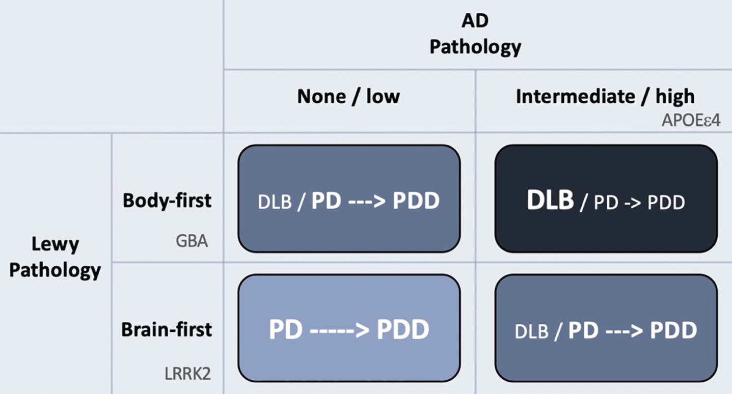 Hypothetical interaction between Lewy body disease and AD-type co-pathology. Patients with clinical body-first Lewy body disease show faster progression towards dementia compared to brain-first disease. Prodromal iRBD, autonomic symptoms, pathological MIBG scintigraphy, and symmetric dopamine degeneration are all risk factors of accelerated cognitive decline and signify a body-first etiology. AD-type co-pathology is also strongly associated with fast dementia in Lewy body disease. Thus, body-first Lewy body disease with co-morbid AD-pathology will often result in a DLB diagnosis or sometimes a PD diagnosis with rapid dementia (dark blue quadrant; short arrow signifies fast progression to dementia). Brain-first Lewy body disease without concomitant AD-pathology is almost always diagnosed as PD and the evolution towards dementia is often much slower (light blue quadrant; long arrow signifies slow progression to dementia). The other remaining quadrants result in clinical syndromes with in-between rates of progression towards cognitive decline. Finally, the figure shows how different genetic risk factors could theoretically be distinctly associated with the different axes of Lewy body vs. AD pathology. LRRK2 mutations are associated with a benign, RBD-negative Lewy body disease, and thus not with dementia or DLB. GBA mutations associate with an RBD-positive, fast progressive Lewy body disease but not with AD. The association between GBA and dementia is therefore related mainly to the axis of Lewy body disease. In contrast, APOEɛ4 promotes the formation of AD co-pathology and is therefore also associated with dementia in Lewy body disease, due to the contribution from AD pathology.