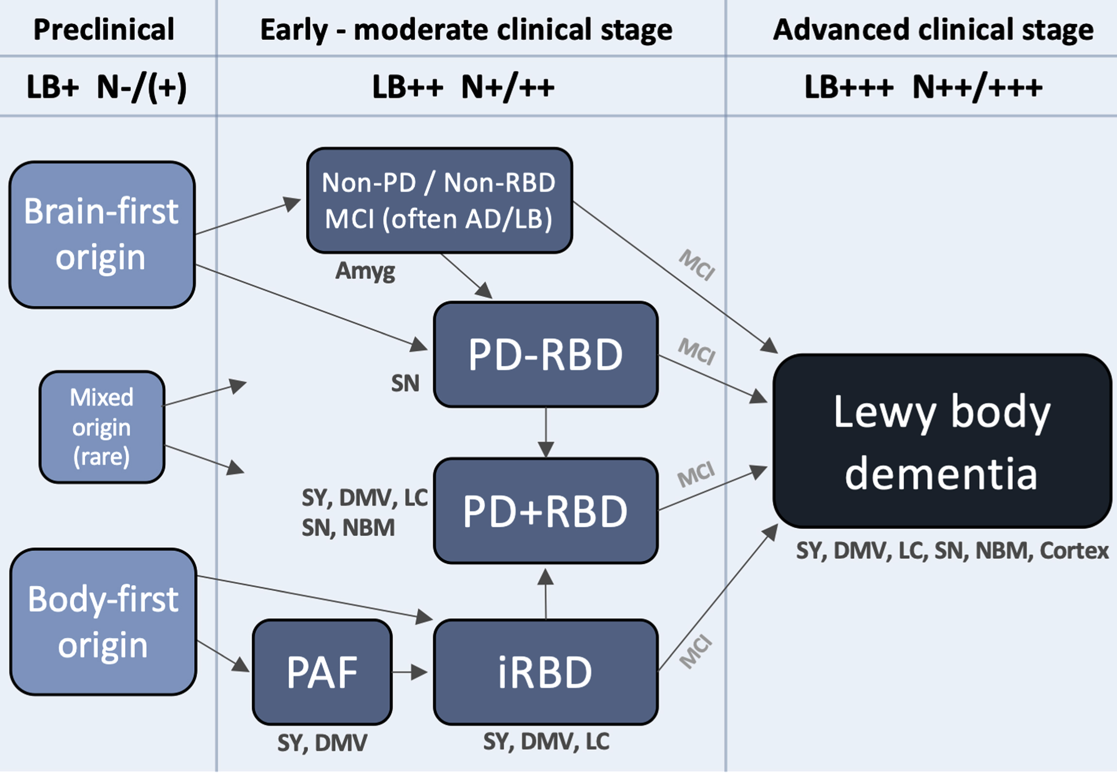 A hypothetical framework to illustrate how Lewy body disease develops from the pre-clinical stage over several possible well-defined early- and moderate clinical disease stages to converge on a more homogenous advanced disease stage, in which patients are typically demented. Rare exceptions to the shown trajectories may exist. The figure lists some neuroanatomical structures, which typically show damage during that particular clinical stage. Based on postmortem data, imaging, and clinical phenotypes, most patients can be categorized into two overall types: brain-first (olfactory/limbic-first) or a body-first (gut/autonomic-first). A small group with mixed (multi-focal) origin of αSyn-pathology may lead to equally mixed clinical symptom subtypes. Irrespective of the origin of αSyn-pathology, and of the heterogeneity seen in symptoms, neurodegeneration, and αSyn deposition during earlier clinical subtypes, patients will tend to converge on a homogenous advanced stage characterized by widespread αSyn pathology and neurodegeneration, parkinsonism, RBD, non-motor symptoms, and cognitive decline. The figure also depicts approximate amounts of Lewy pathology (LB) deposition, and neurodegeneration (N). Pre-clinically, patients are by definition LB-positive but the level of neurodegeneration N, if any, is insufficient to cause symptoms. Conversely, in the advanced stage, widespread LB pathology in peripheral and CNS structures are commonly seen accompanied by marked multi-system neurodegeneration. Amyg, amygdala; DMV, dorsal motor nucleus of vagus; LC, locus coeruleus; MCI, mild cognitive impairment; NBM, nucleus basalis of Meynert; SY, sympathetic ganglia and fibers.