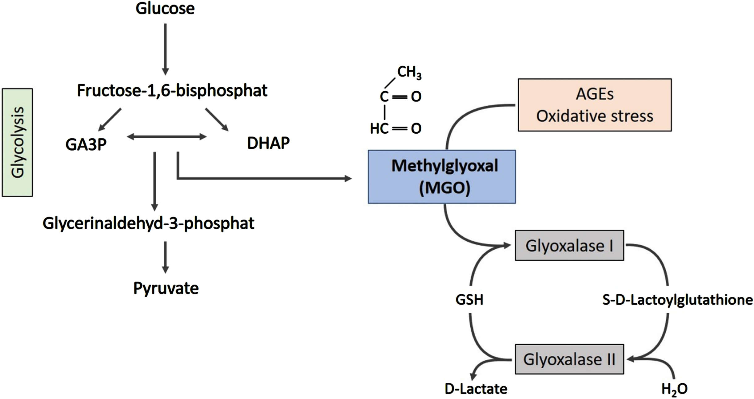 MGO is formed as a side-product of glycolysis. The spontaneous degradation of glyceraldehyde-3-phosphate (GA3P) and dihydroxyacetonephosphate (DHAP) generates MGO. The glyoxalase system, a set of enzymes, is responsible for detoxification of MGO, forming lactate.
