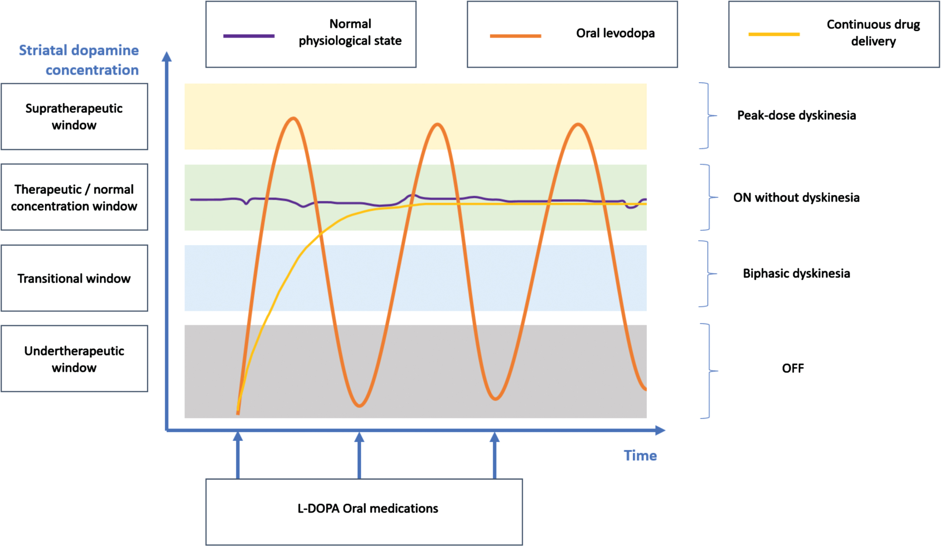 L-DOPA related complications as a function of the striatal dopamine concentration (i.e., reflecting the consequences of the pharmacokinetic and pharmacodynamic limitations). This diagram represents a patient’s diurnal period with regular medication intake.