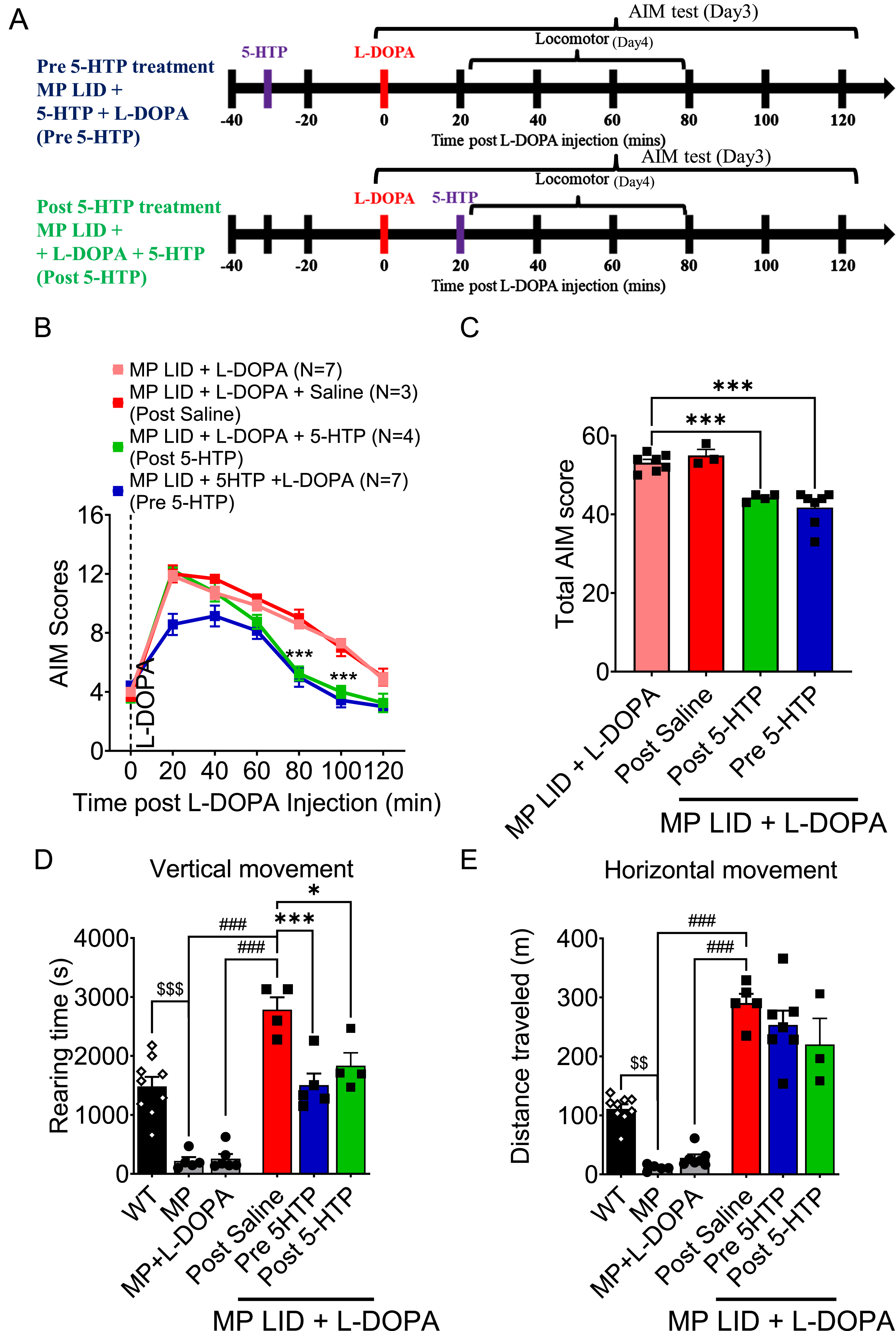 Either pre-treatment or post-treatment with 5-HTP can effectively alleviate L-DOPA-induced dyskinesia in MP LID mice. A) The protocol for administering 5-HTP in MP LID mice involved the following steps: The assessment of AIM scores began immediately after the injection of L-DOPA and continued at 20-min intervals for a total duration of 120 min. B) Although dyskinesia in MP LID mice was found following administration of L-DOPA, the subsequent treatment with 5-HTP alleviated the abnormal symptoms in these mice. Following a 20-min administration of L-DOPA, post-treatment with 5-HTP reduces the abnormal AIM scores at the 80th and 100th min (Two-way ANOVA followed by a Bonferroni post hoc test for multiple comparisons. MP LID + L-DOPA + Saline compared to MP LID + 5-HTP + L-DOPA, ***p < 0.001), (C) as well as reduces the cumulative AIM score from the 20th to the 120th min. One-way ANOVA followed by a Bonferroni post hoc test for multiple comparisons. MP LID + L-DOPA + Saline compared to MP LID + 5-HTP + L-DOPA, ***p < 0.001. D) Locomotor analysis showed significant increases in MP LID groups after L-DOPA injection. The increase in vertical movement observed in the MP LID group following L-DOPA injection was mitigated by pre- or post-treatment with 5-HTP. (MP LID + L-DOPA + saline vs. MP LID + 5-HTP + L-DOPA, p < 0.001; MP LID + L-DOPA + saline vs. MP LID + L-DOPA + 5-HTP, p < 0.05). One-way ANOVA followed by a Bonferroni post hoc test for multiple comparisons. *p < 0.05, ***p < 0.001, compared to MP LID + L-DOPA + Saline; MP + L-DOPA compared to MP LID + L-DOPA + Saline, ###p < 0.001; WT compared to MP, $$$p < 0.001. E) The administration of 5-HTP as a pre-treatment or post-treatment did not result in a reduction of the increased horizontal movement observed after L-DOPA injection. One-way ANOVA followed by a Bonferroni post hoc test for multiple comparisons. MP + L-DOPA compared to MP LID + L-DOPA + Saline, ###p < 0.001; WT compared to MP, $$p < 0.01.
