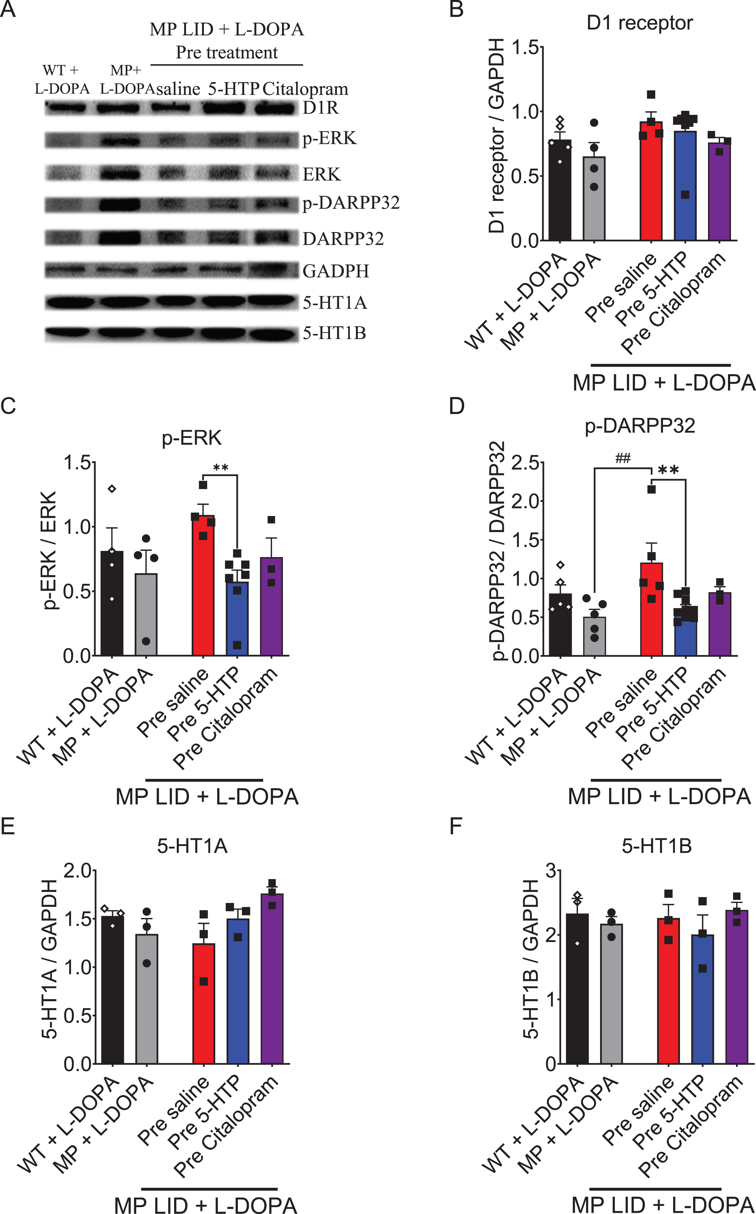 The expression of proteins involved in dopaminergic and serotonergic transmission was analyzed in the striatum of WT, MP, and MP LID mice following co-treatment of L-DOPA with 5-HTP or Citalopram. A) Dopaminergic and serotonergic transmission-related protein expression in the striatum were illustrated. B) There was no significant change in D1 receptor protein expression among these groups. However, the administration of 5-HTP effectively suppressed the increased phosphorylation of signaling molecules in the downstream D1 pathway, specifically ERK (red bar: MP LID + Saline + L-DOPA vs. blue bar: MP LID + 5-HTP + L-DOPA, p < 0.01) (C) and DARPP32 (p < 0.01) (D), in the MP LID mice. In contrast, the administration of Citalopram did not have a significant effect on the phosphorylation levels of these molecules. There were no significant changes in the expressions of 5-HT1A receptor (E) and 5-HT1B receptor (F) proteins among these groups. One-way ANOVA followed by a Bonferroni post hoc test for multiple comparisons. **p < 0.01, compared to MP LID + Saline + L-DOPA; MP compared to MP LID + Saline + L-DOPA, ##p < 0.01.