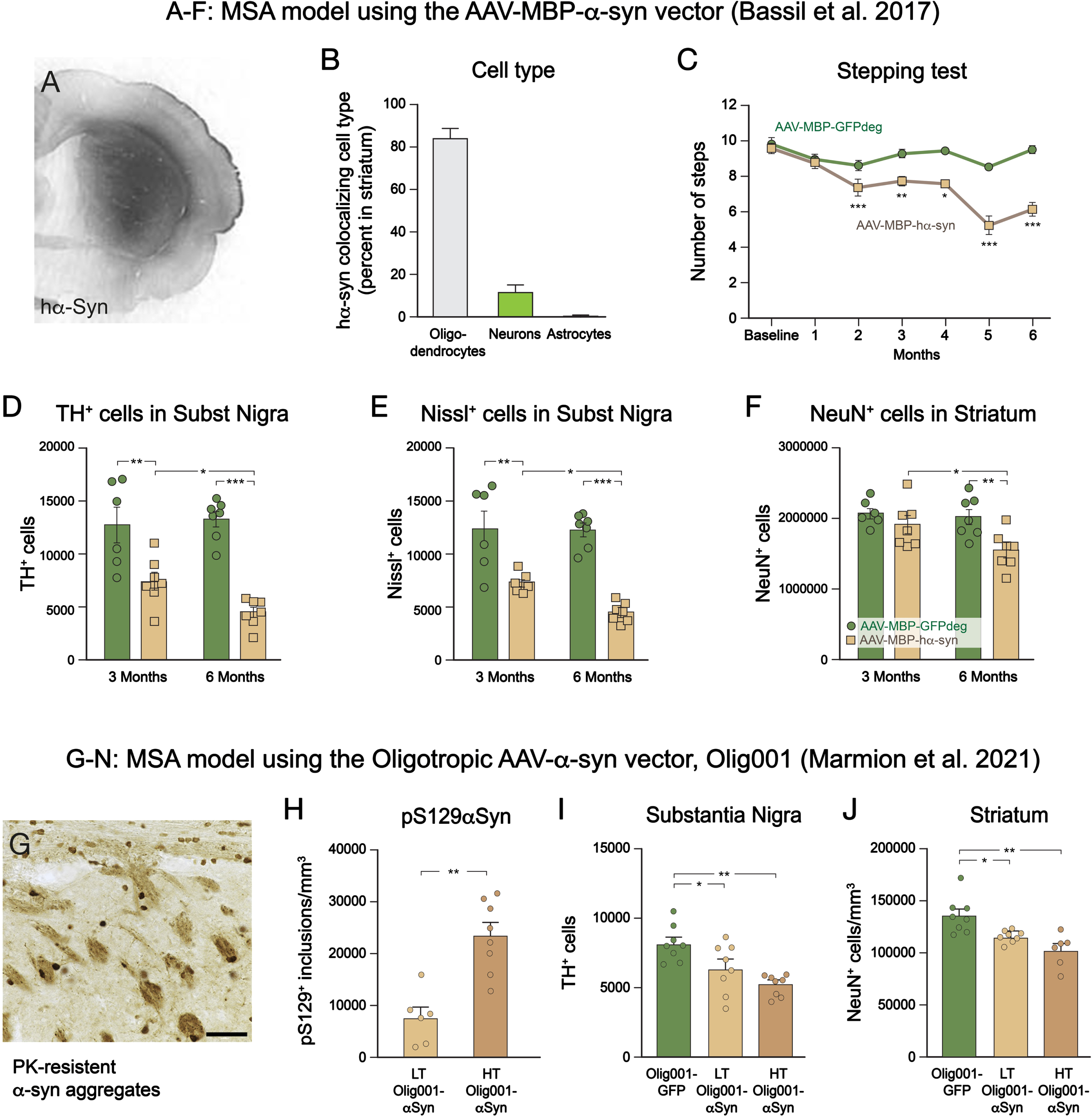 Features of the MSA-like neurodegenerative changes induced by overexpression of human α-synuclein in oligodendrocytes, obtained by intrastriatal injection of an AAV1/2 vector driven by the promoter for myelin basic protein, MBP (A-F),65 or intrastriatal injection of a chimeric AAV-α-synuclein vector, Olig001, with high affinity for oligodendrocytes (G-J).70 In the Bassil et al. study,65 α-synuclein was selectively expressed in oligodendrocytes and covered a large part of the striatum (A,B). The rats developed motor impairments over time (C), associated with a progressive loss of TH+ and Nissl-stained neurons in the nigra (D,E) and NeuN+ neurons in the striatum (F). In the Marmion et al. study,70 the Olig001 vector was efficient in inducing widespread pS129-α-syn positive and proteinase K resistant cytoplasmic inclusions selectively in oligodendrocytes (A,B), accompanied by a dose-dependent loss of TH+ neurons in the nigra and NeuN+ neurons in the striatum, most pronounced at high titer (HT) of the vector (I,J). (Data compiled from65 and70).