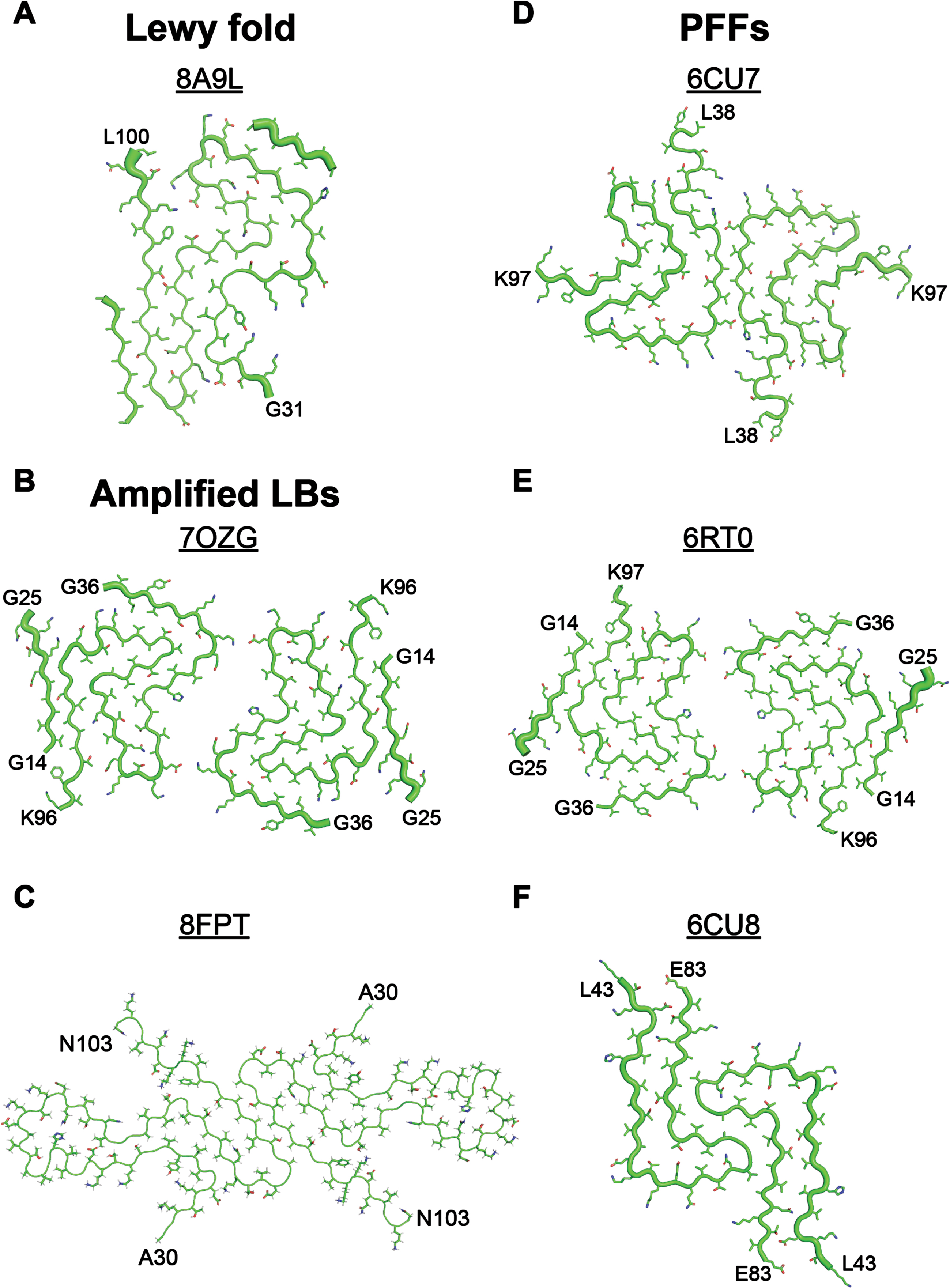 PFFs do not adopt the same α-synuclein conformation that is present in Lewy bodies. A) The cryo-EM structure of α-synuclein fibrils isolated from patients with Lewy body (LB) diseases (PDB ID: 8A9L, published in8) differs substantially from the cryo-EM structures of fibrils generated either (B, C) by seeding monomeric α-synuclein with LB diseases or (D-F) by spontaneous fibrilization of monomeric protein. B, C) Using RT-QuIC methods to amplify α-synuclein in LB disease patients has not resulted in faithful replication of the Lewy fold seen in (A). B) PDB ID: 7OZG published in.16 C) PDB ID: 8FPT published in 15. D-F) Spontaneous fibrilization of monomeric α-synuclein does not recapitulate the Lewy fold, though some PFF structures show similarity to the amplified LB fibrils (compare B and E). D) PDB ID: 6CU7 published in37. E) PDB ID: 6RT0 published in.38 F) PDB ID: 6CU8 published in37.